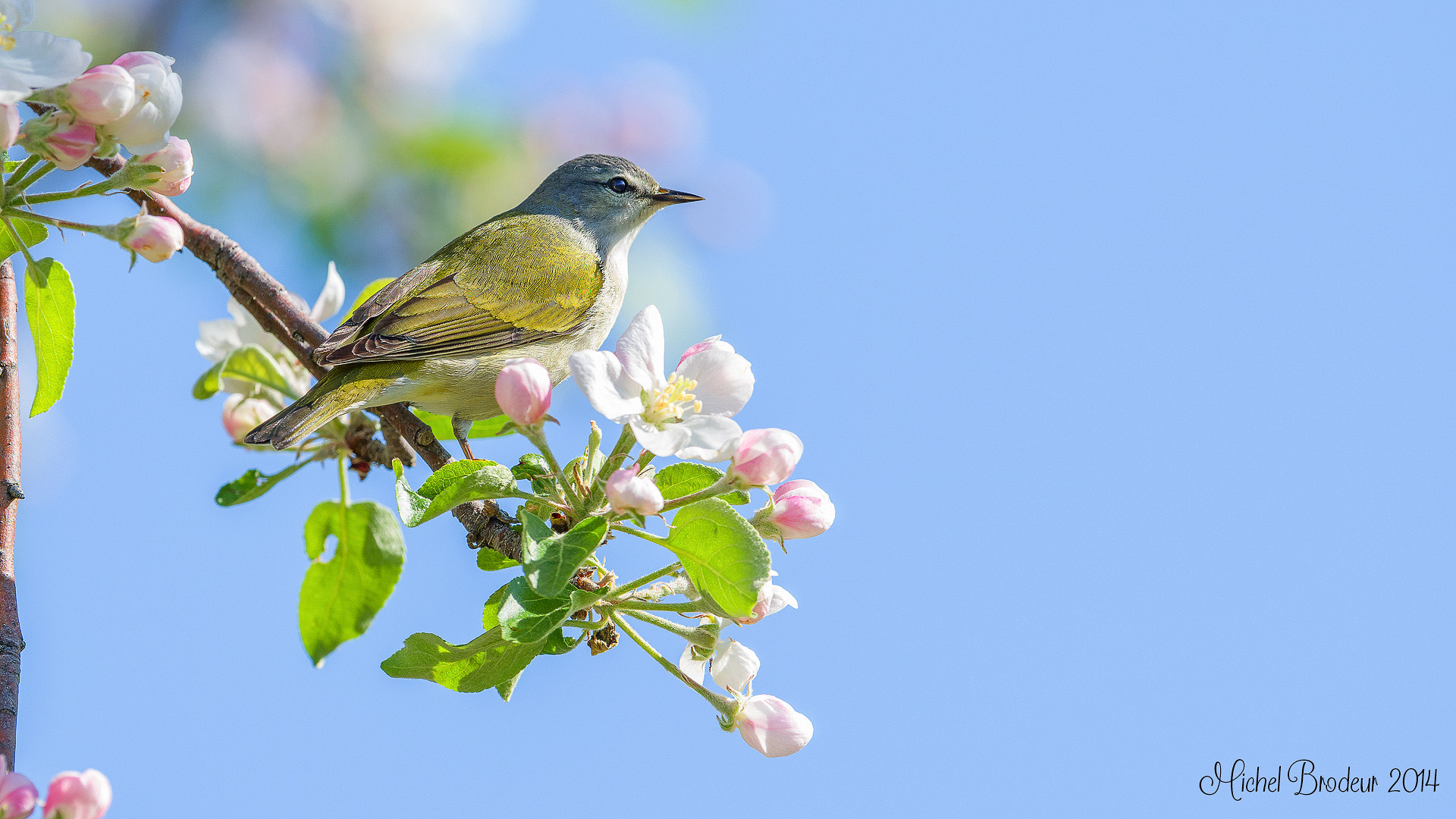 Nikon D800E + Nikon AF-S Nikkor 600mm F4G ED VR sample photo. Modifier photography