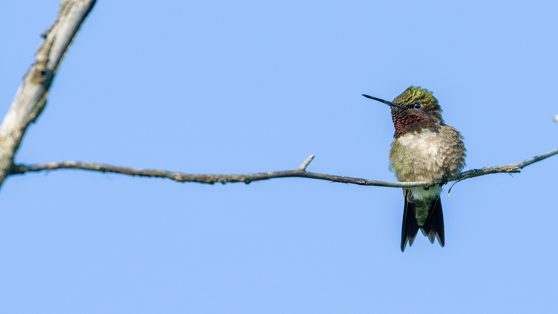 Nikon AF-S Nikkor 600mm F4G ED VR sample photo. Modifier photography