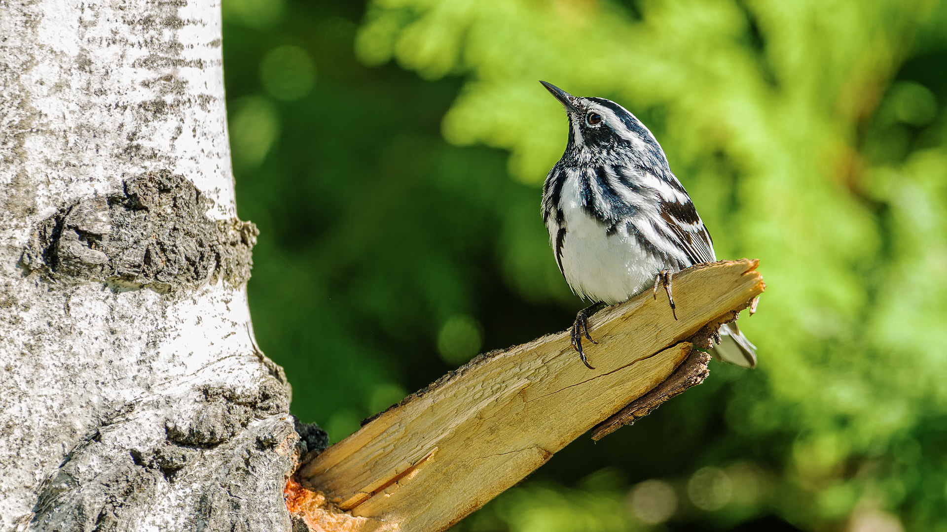 Nikon D800E + Nikon AF-S Nikkor 600mm F4G ED VR sample photo. Modifier photography