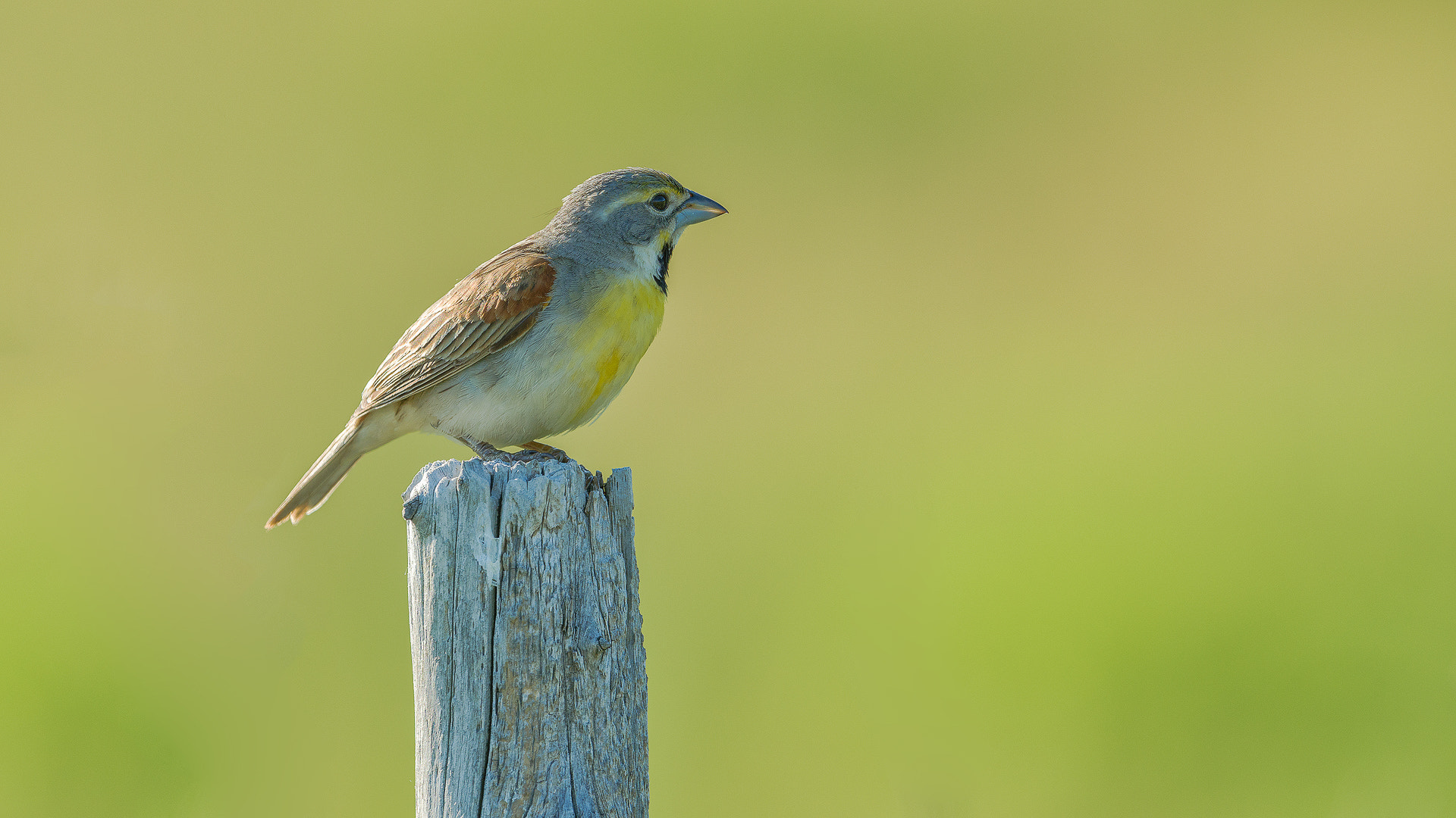 Nikon AF-S Nikkor 600mm F4G ED VR sample photo. Modifier photography