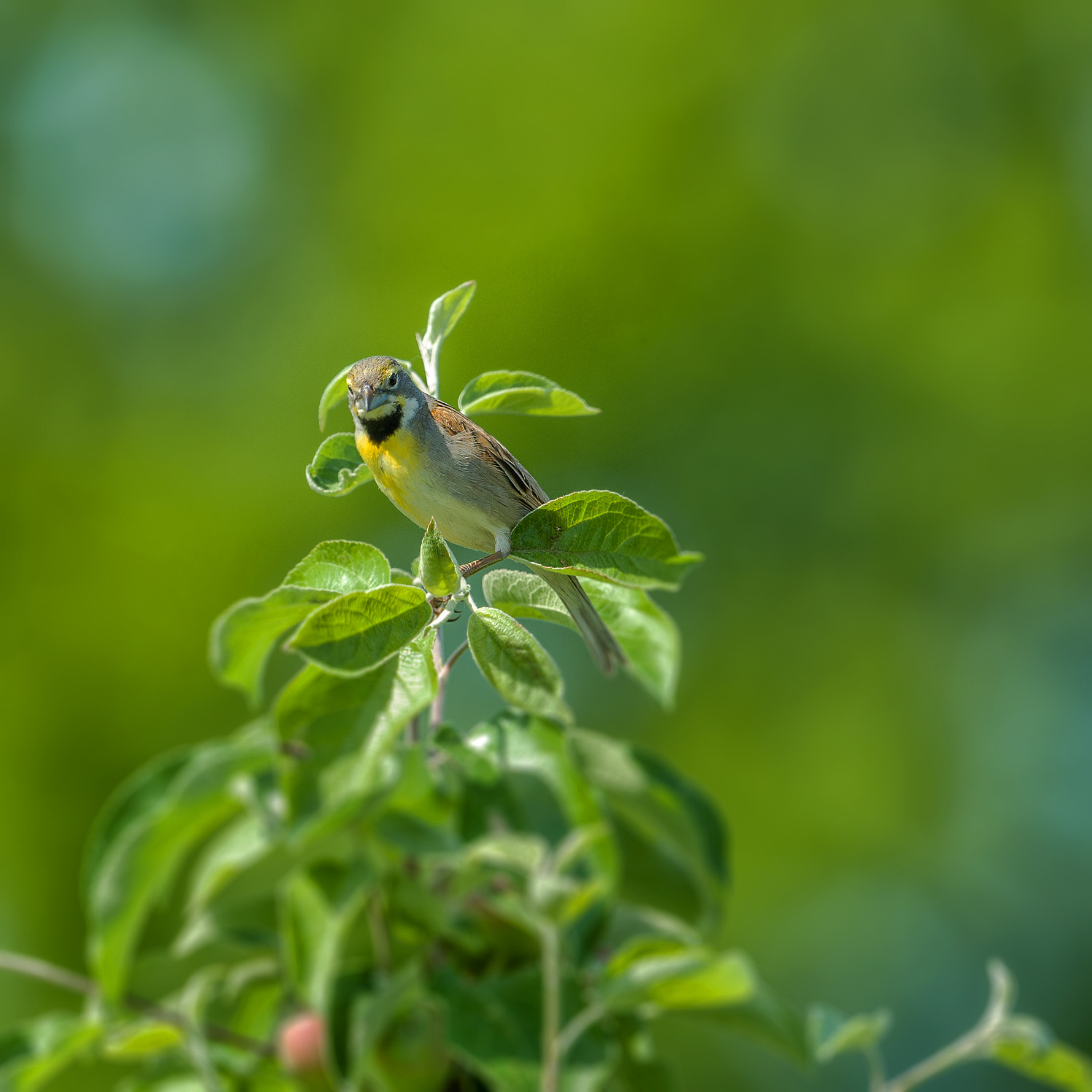 Nikon D800E + Nikon AF-S Nikkor 600mm F4G ED VR sample photo. Modifier photography