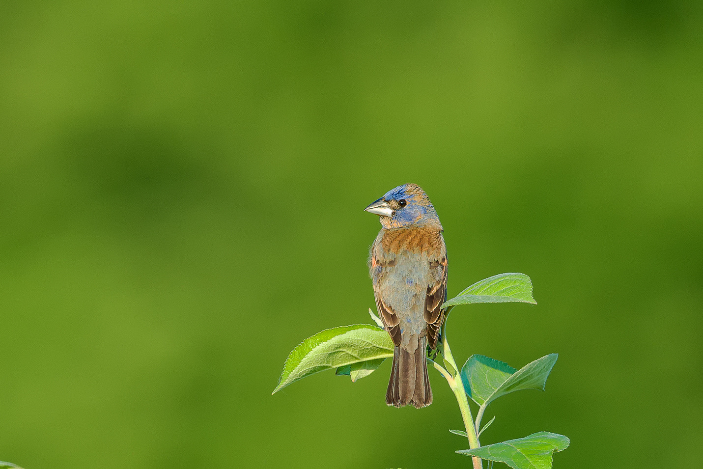 Nikon AF-S Nikkor 600mm F4G ED VR sample photo. Modifier photography
