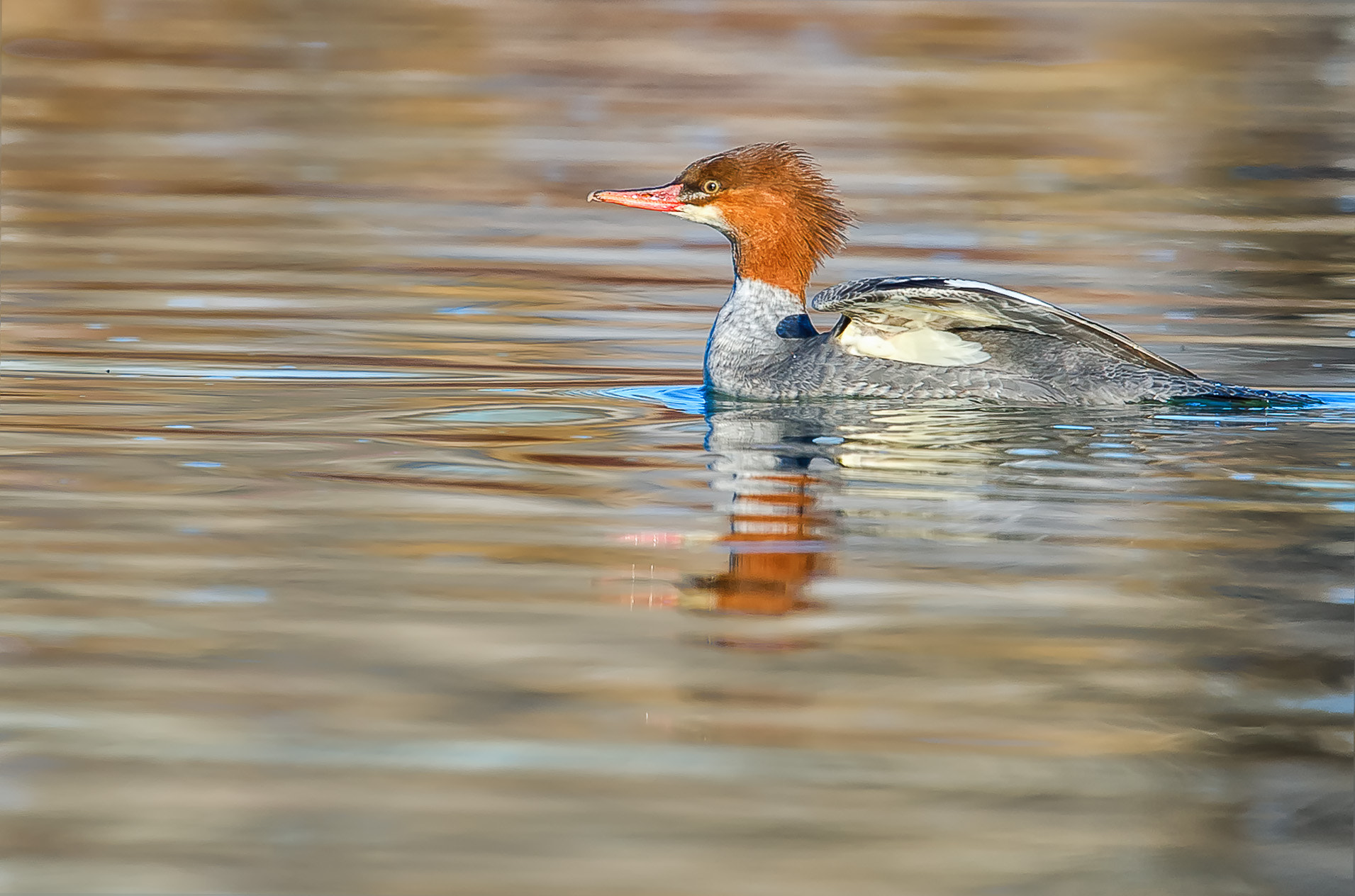 Nikon D3S + Nikon AF-S Nikkor 600mm F4G ED VR sample photo. Modifier photography