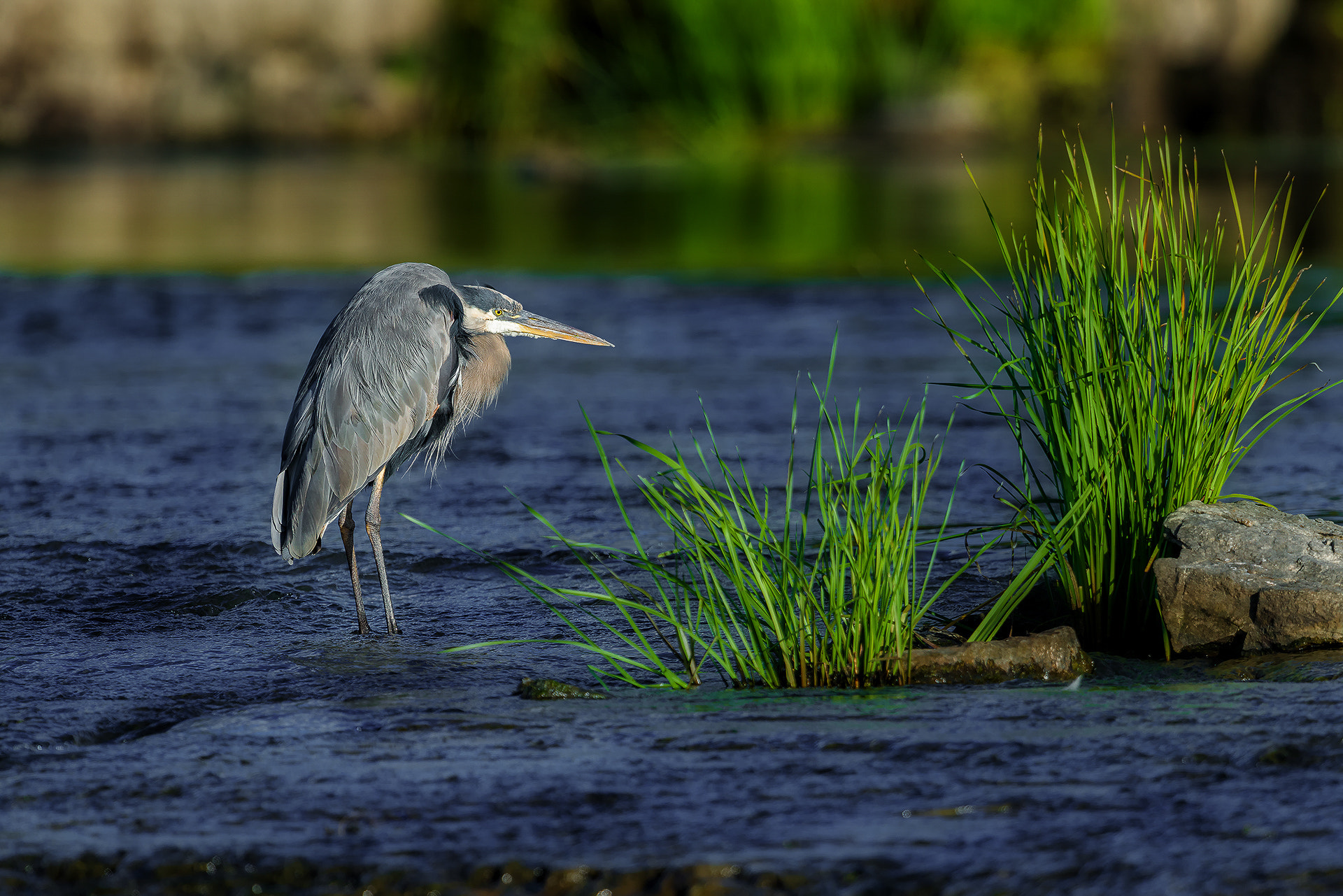 Nikon D800E + Nikon AF-S Nikkor 600mm F4G ED VR sample photo. Dsc photography