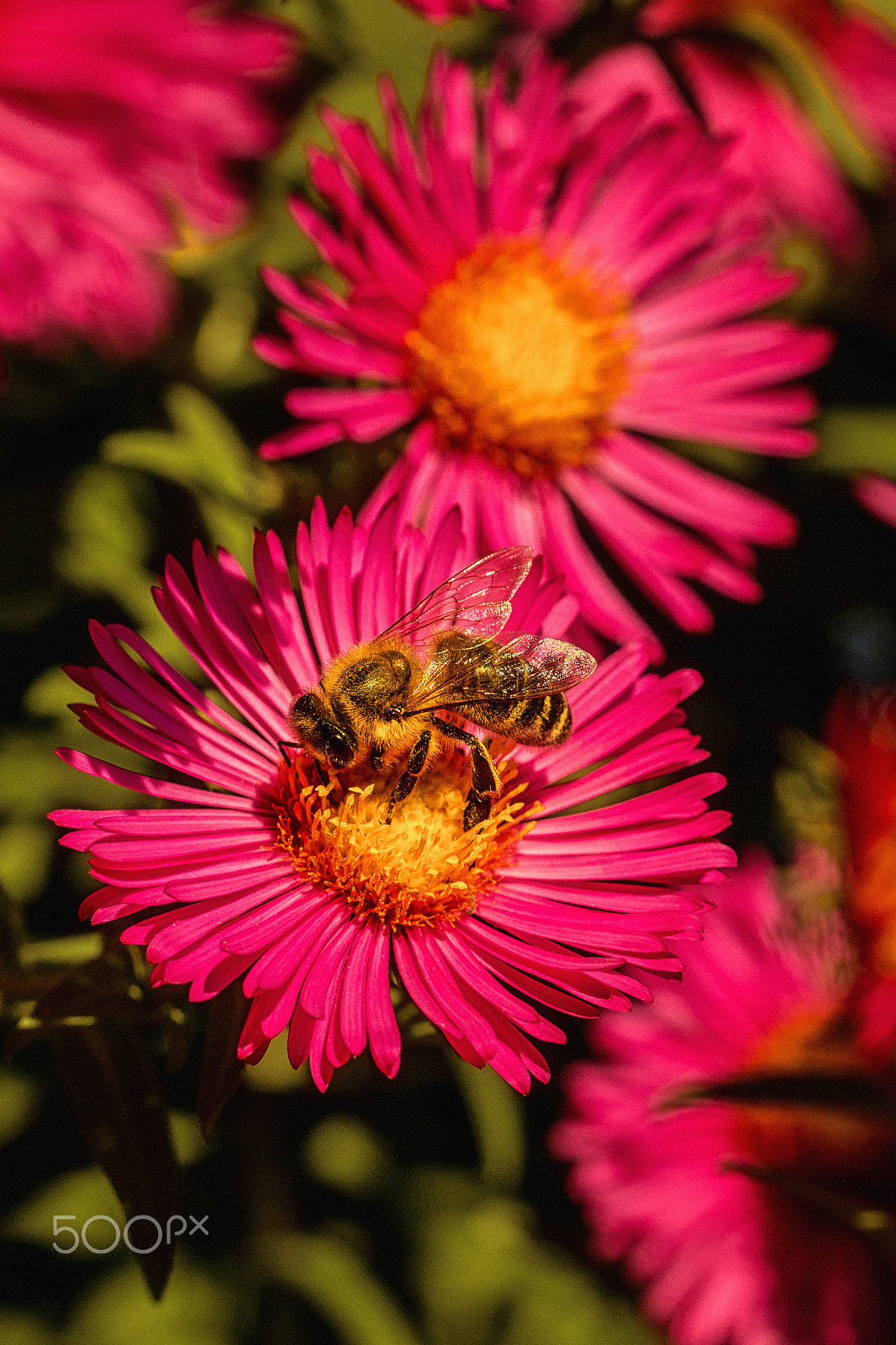 Canon EOS 70D sample photo. Happy bee photography
