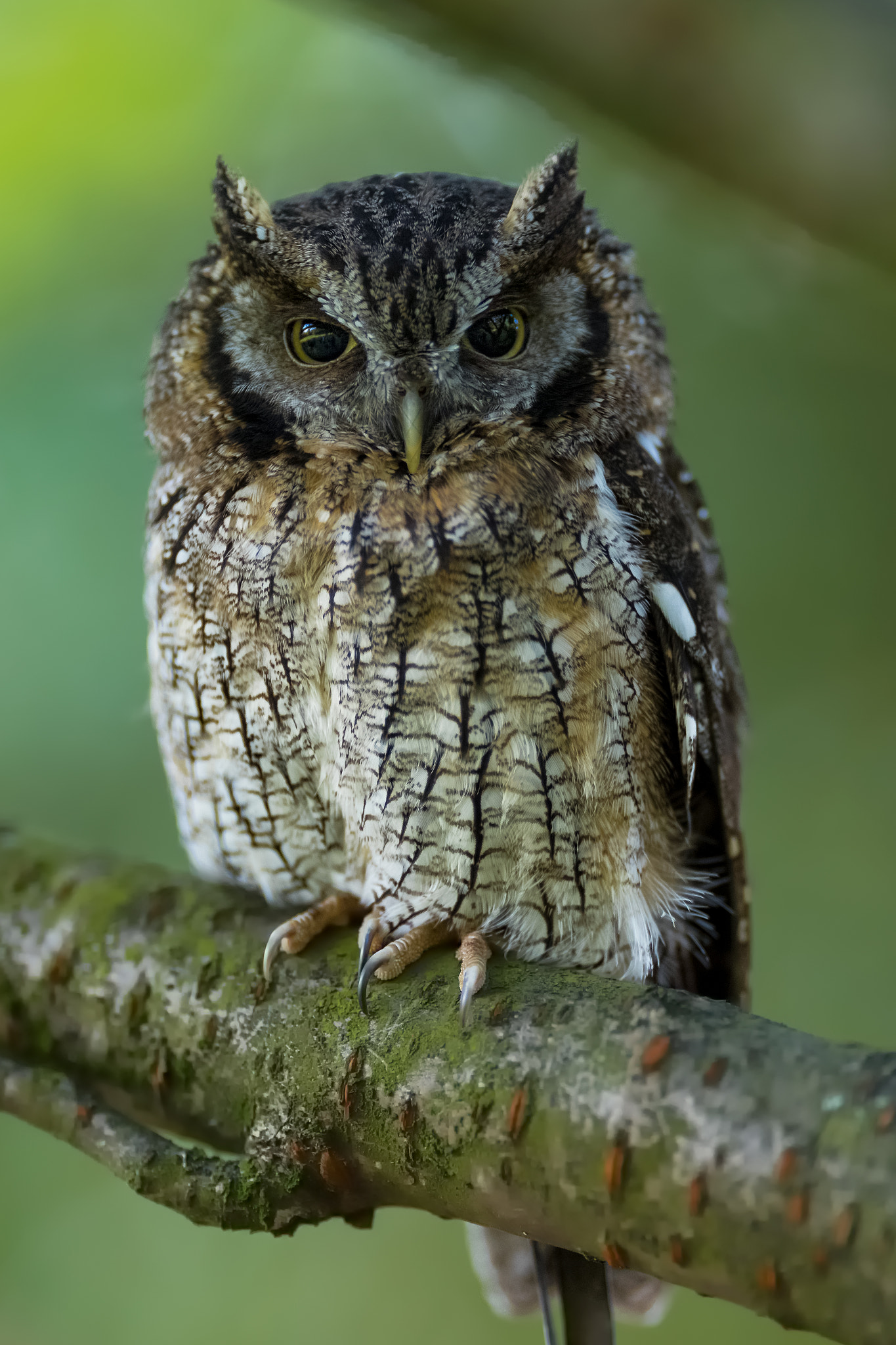 Canon EF 200mm F2L IS USM sample photo. Mücke photography