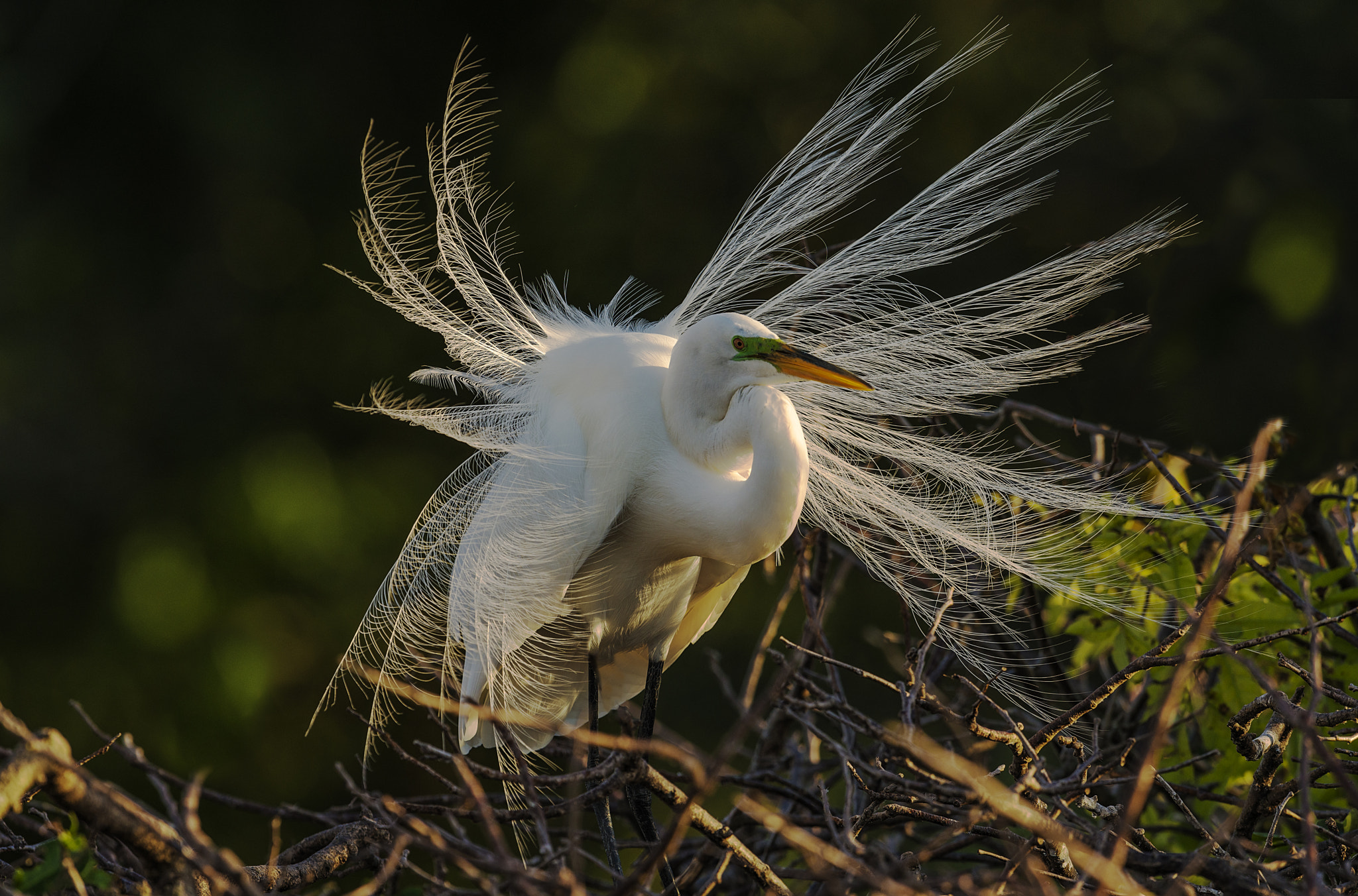 Nikon D800E + Nikon AF-S Nikkor 600mm F4G ED VR sample photo. Dsc photography