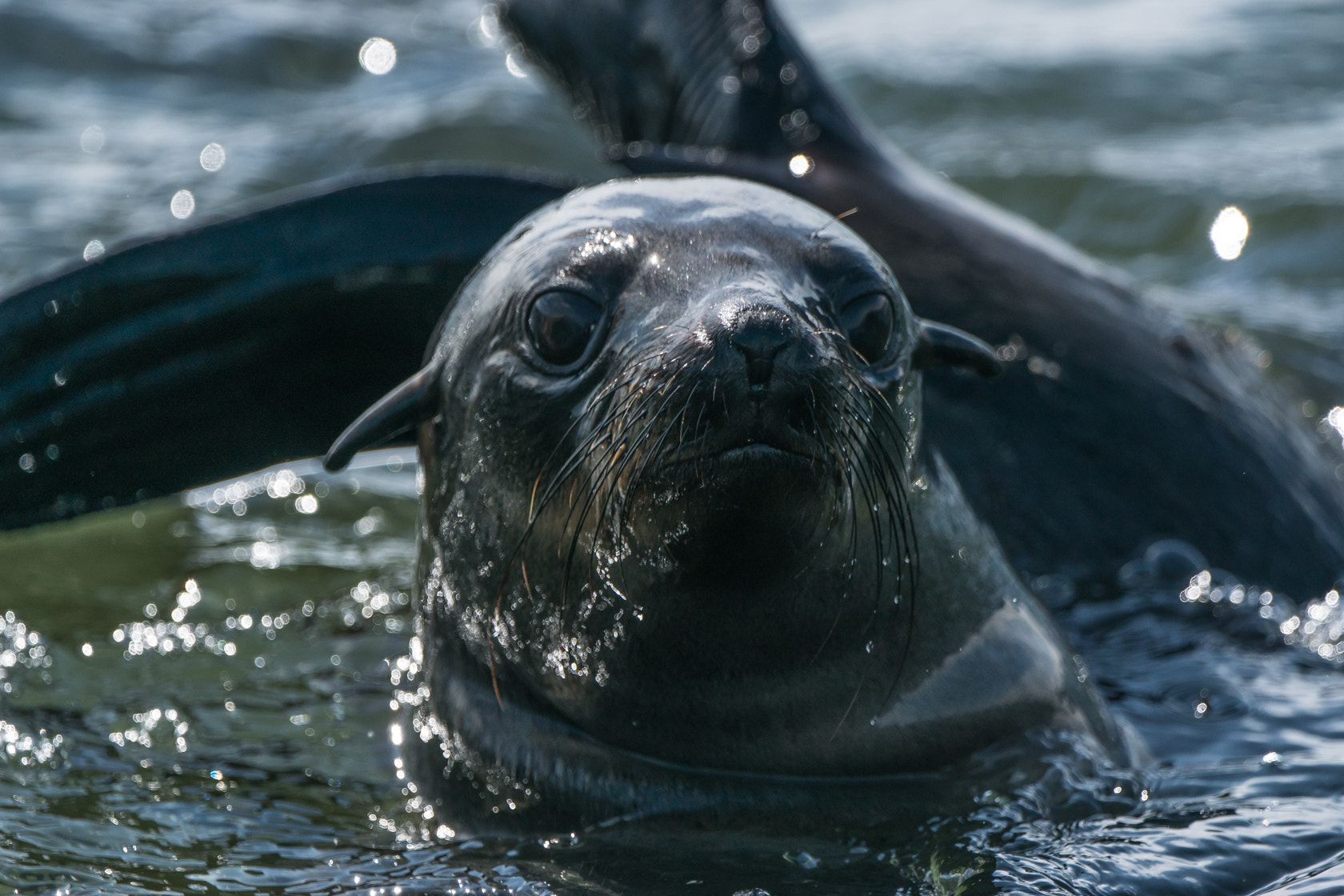 Sony 70-400mm F4-5.6 G SSM II sample photo. Kaapse pelsrob, cape fur seal, skeleton coast photography