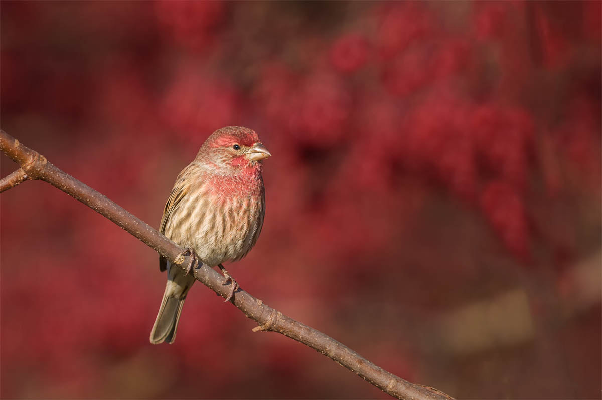 Nikon D750 + Nikon AF-S Nikkor 600mm F4G ED VR sample photo. Modifier photography