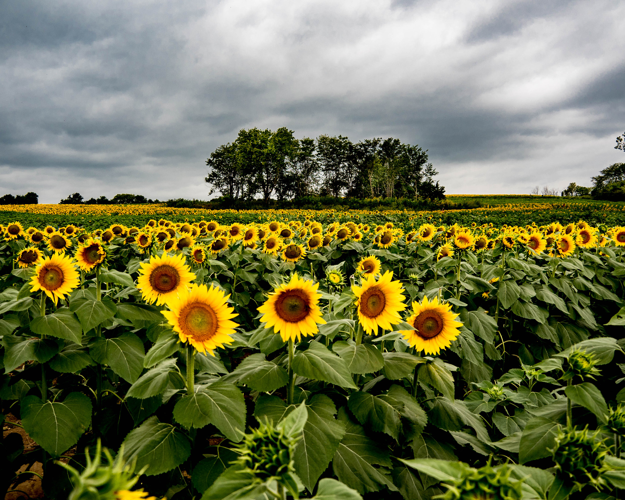 Olympus OM-D E-M5 II sample photo. Sunshine on a cloudy day photography