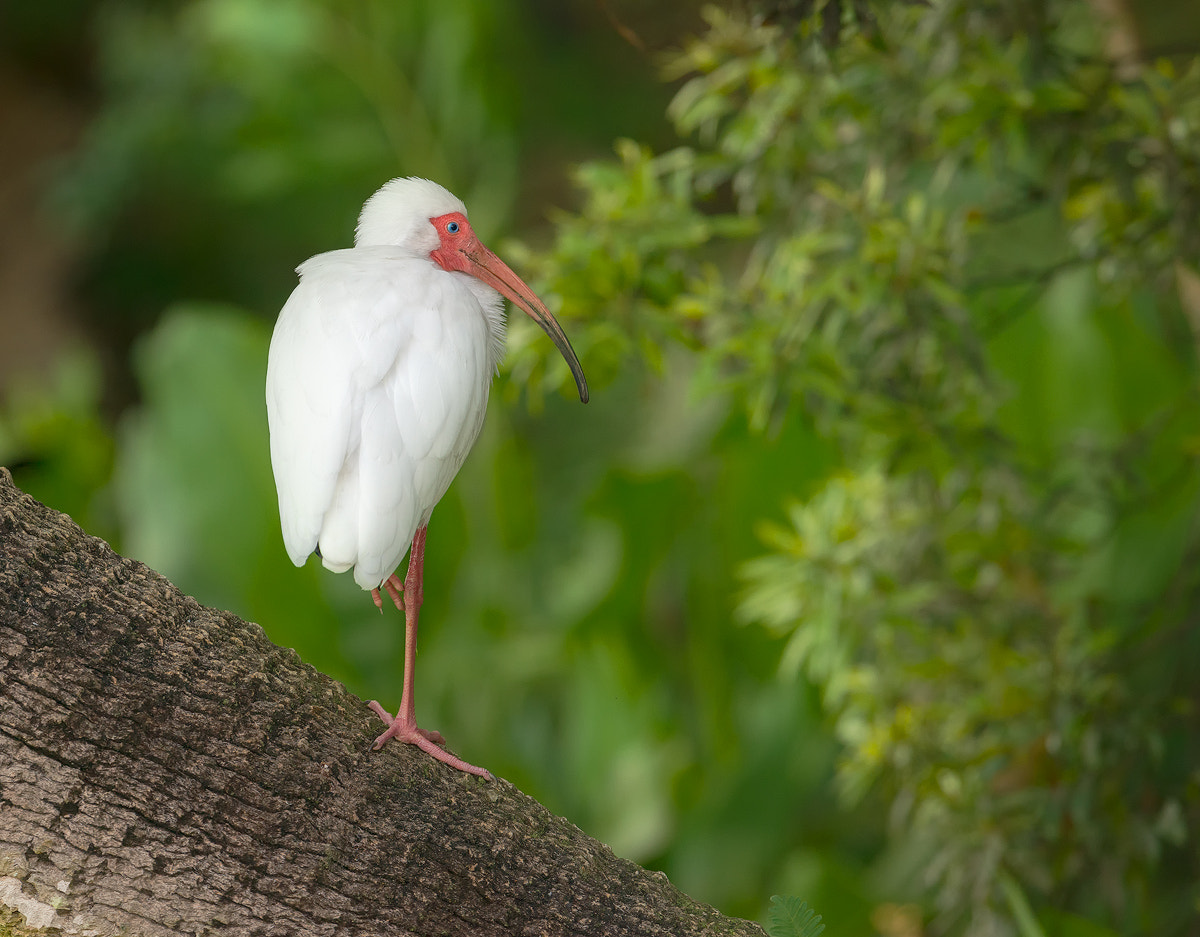 Nikon D800E + Nikon AF-S Nikkor 600mm F4G ED VR sample photo. Dsc photography