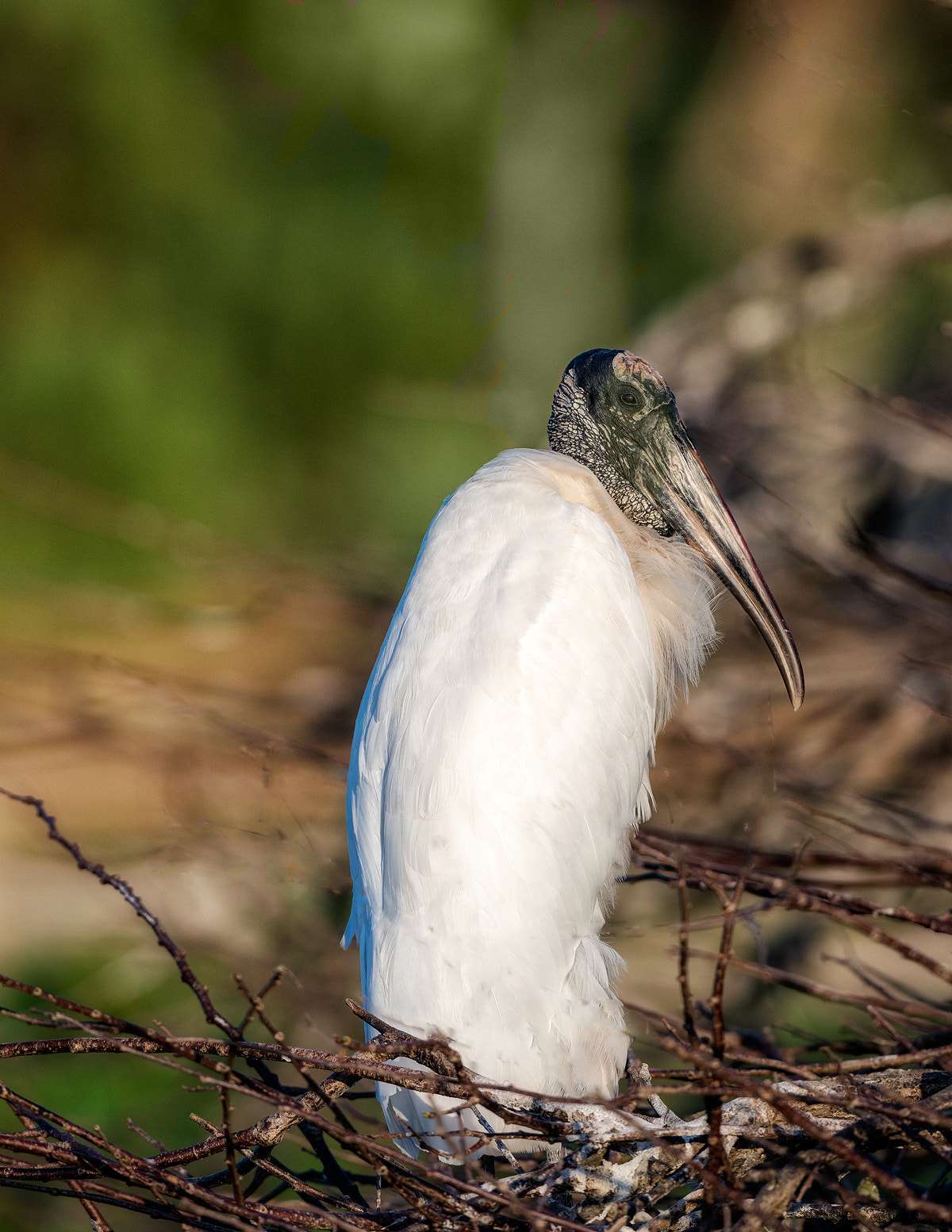 Nikon D800E + Nikon AF-S Nikkor 600mm F4G ED VR sample photo. Dsc photography