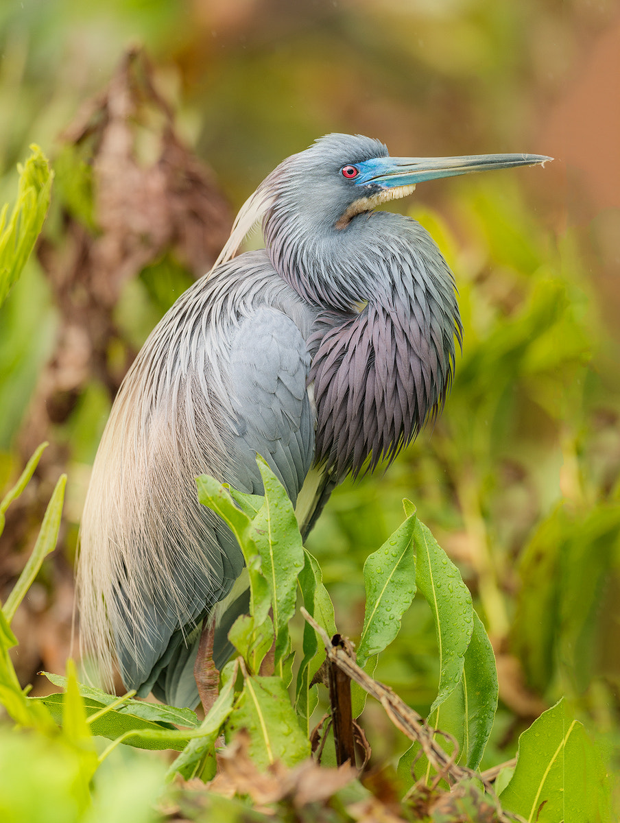 Nikon D800E + Nikon AF-S Nikkor 600mm F4G ED VR sample photo. Dsc photography