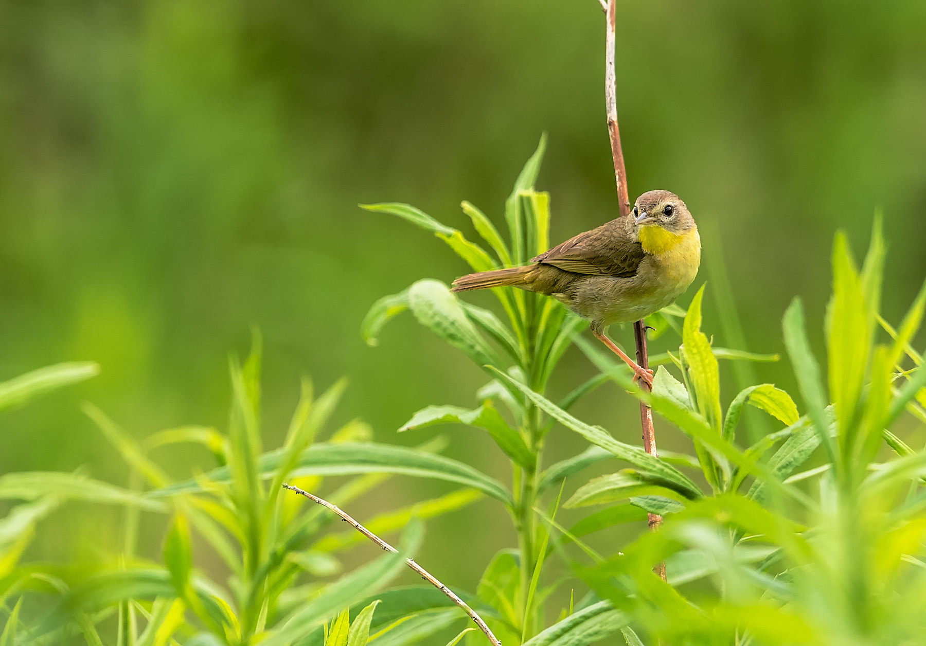 Nikon D750 + Nikon AF-S Nikkor 600mm F4G ED VR sample photo. Dsc photography