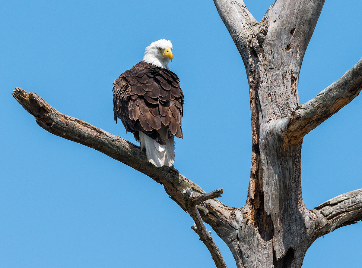 Nikon D800E + Nikon AF-S Nikkor 600mm F4G ED VR sample photo. Dsc photography