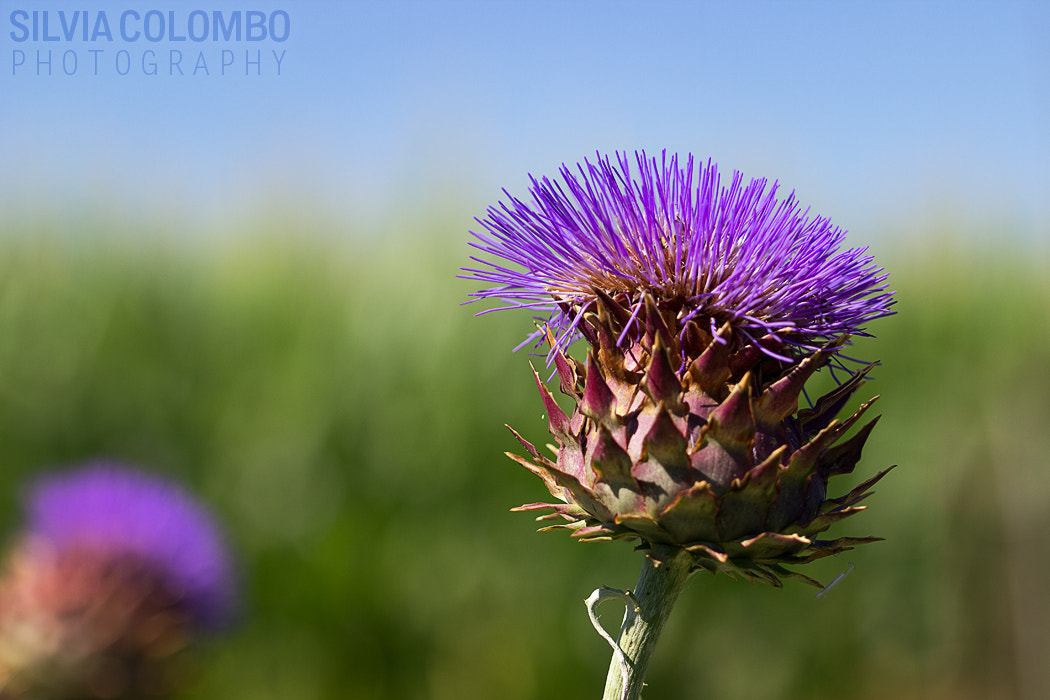 Canon EOS 600D (Rebel EOS T3i / EOS Kiss X5) + Canon EF 100mm F2.8L Macro IS USM sample photo. Secrets unsaid photography