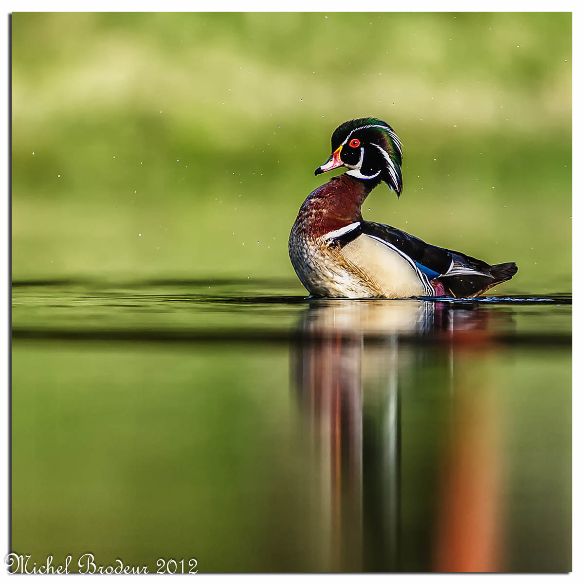 Nikon D3S + Nikon AF-S Nikkor 600mm F4G ED VR sample photo. Edit photography