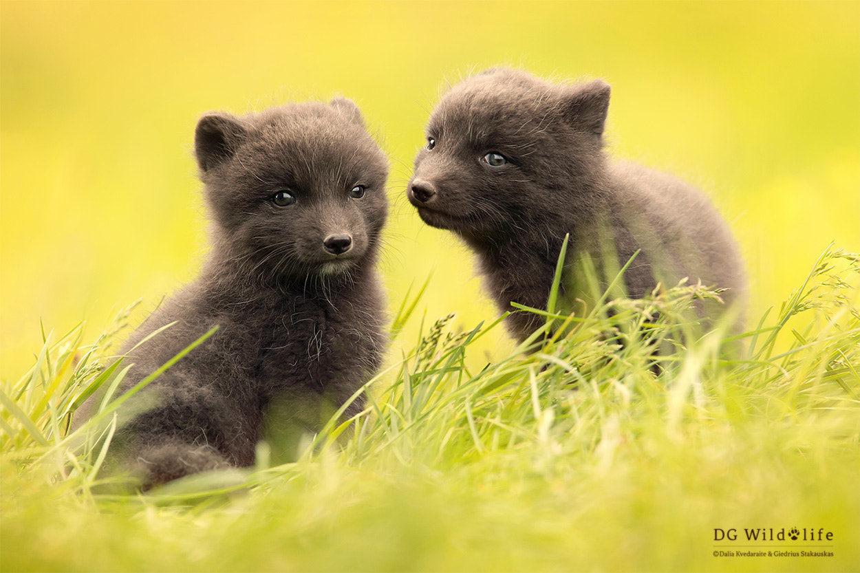 Canon EF 300mm F2.8L IS II USM sample photo. Two little friends photography
