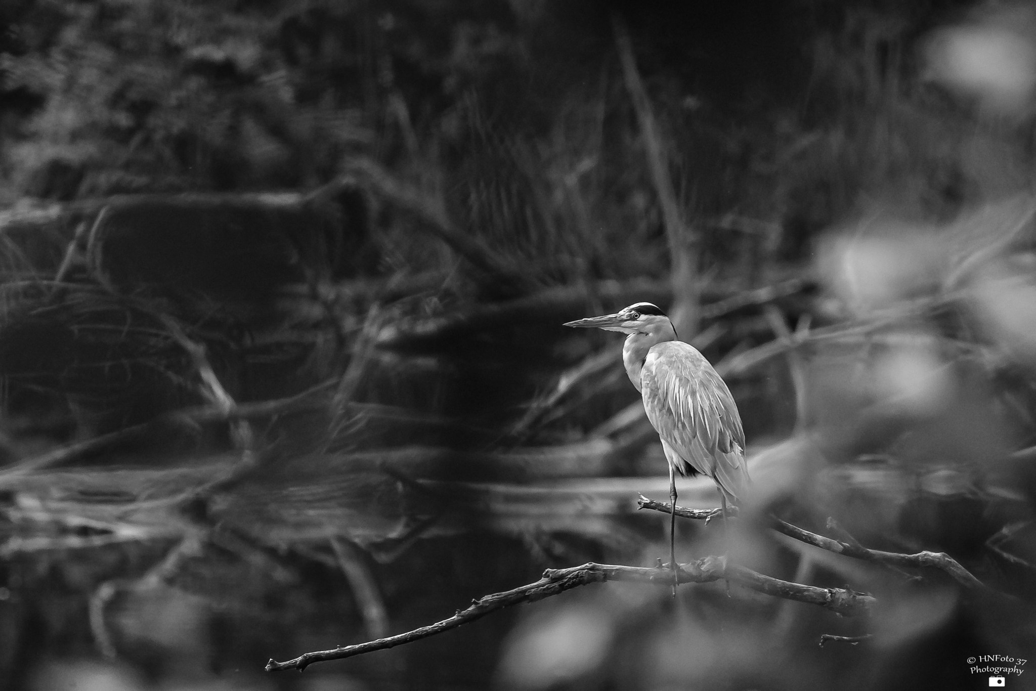 Sigma 150-600mm F5-6.3 DG OS HSM | C sample photo. Graureiher / grey heron photography