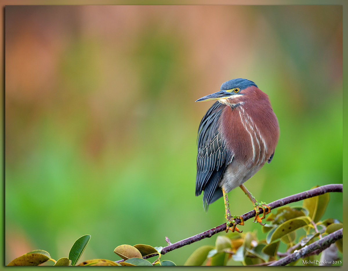 Nikon D800E + Nikon AF-S Nikkor 600mm F4G ED VR sample photo. Sans titre photography