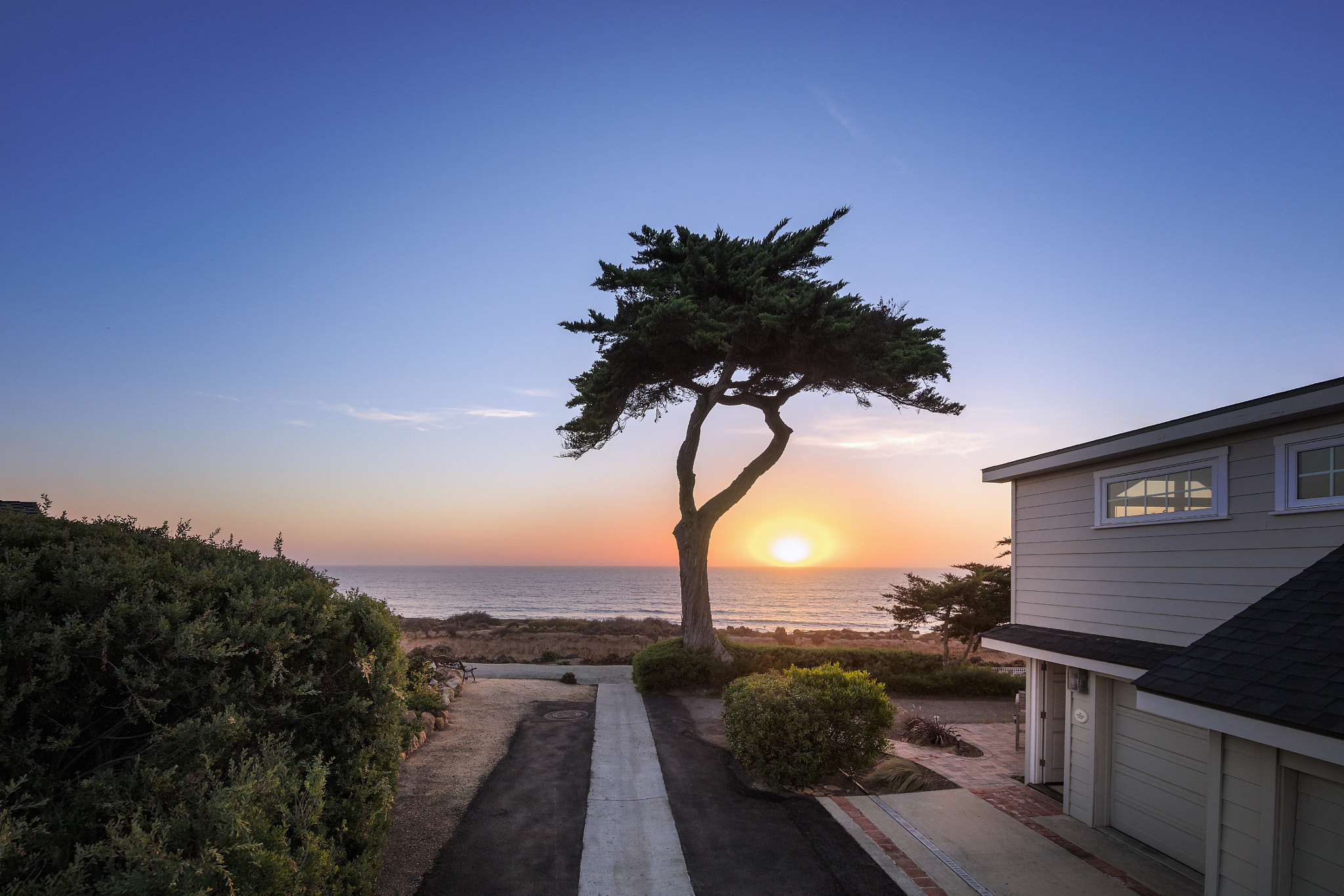 Canon EOS 5DS + Canon EF 300mm f/2.8L sample photo. Monterey cypress in del mar photography