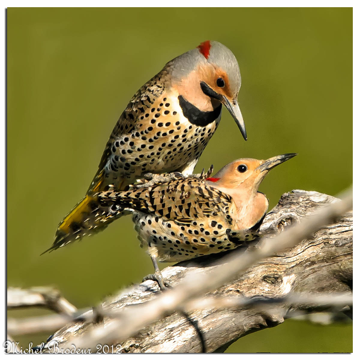 Nikon D3S + Nikon AF-S Nikkor 600mm F4G ED VR sample photo. Edit photography
