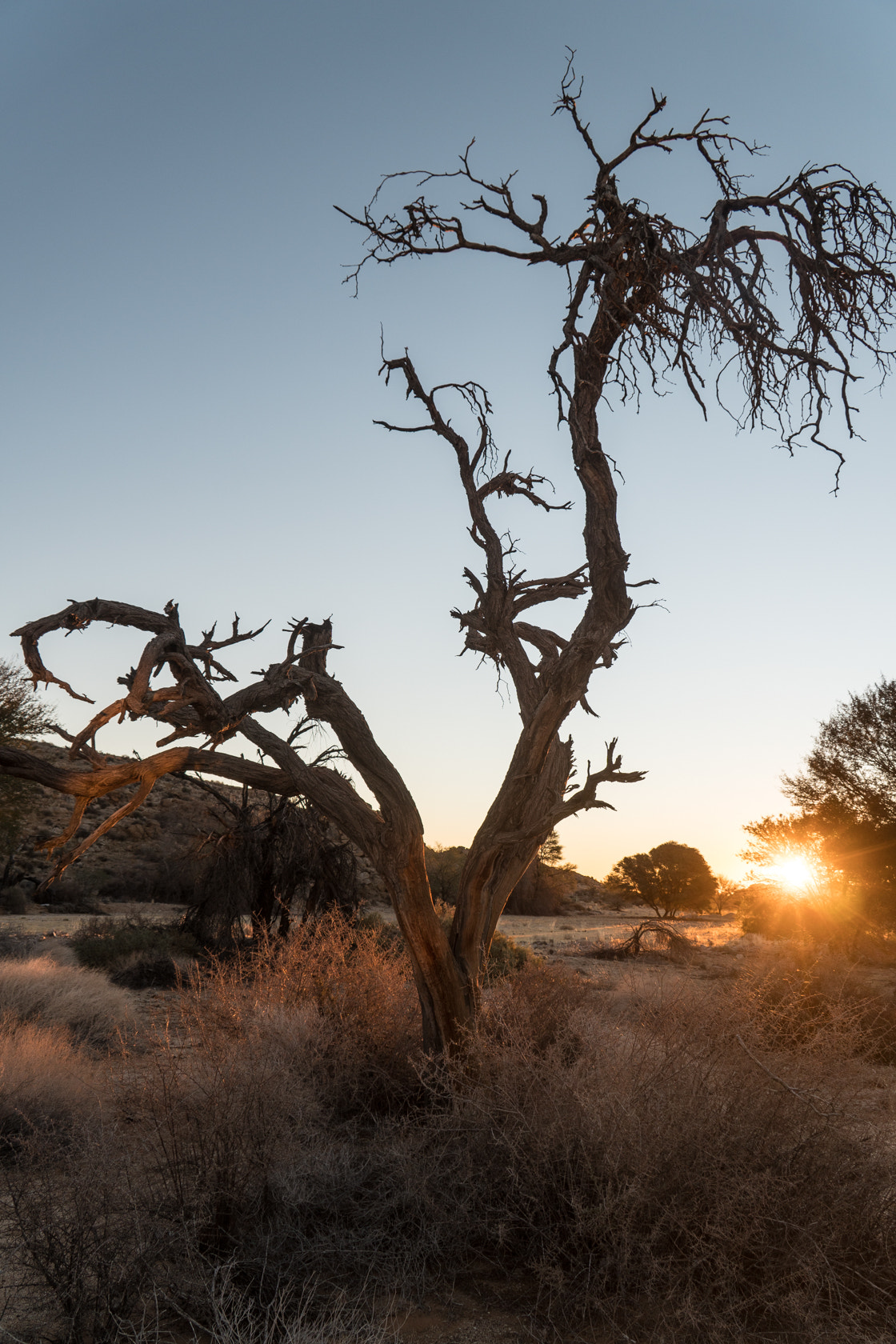 Sony E 18-200mm F3.5-6.3 OSS sample photo. Tree ,klein-aus,namibia photography