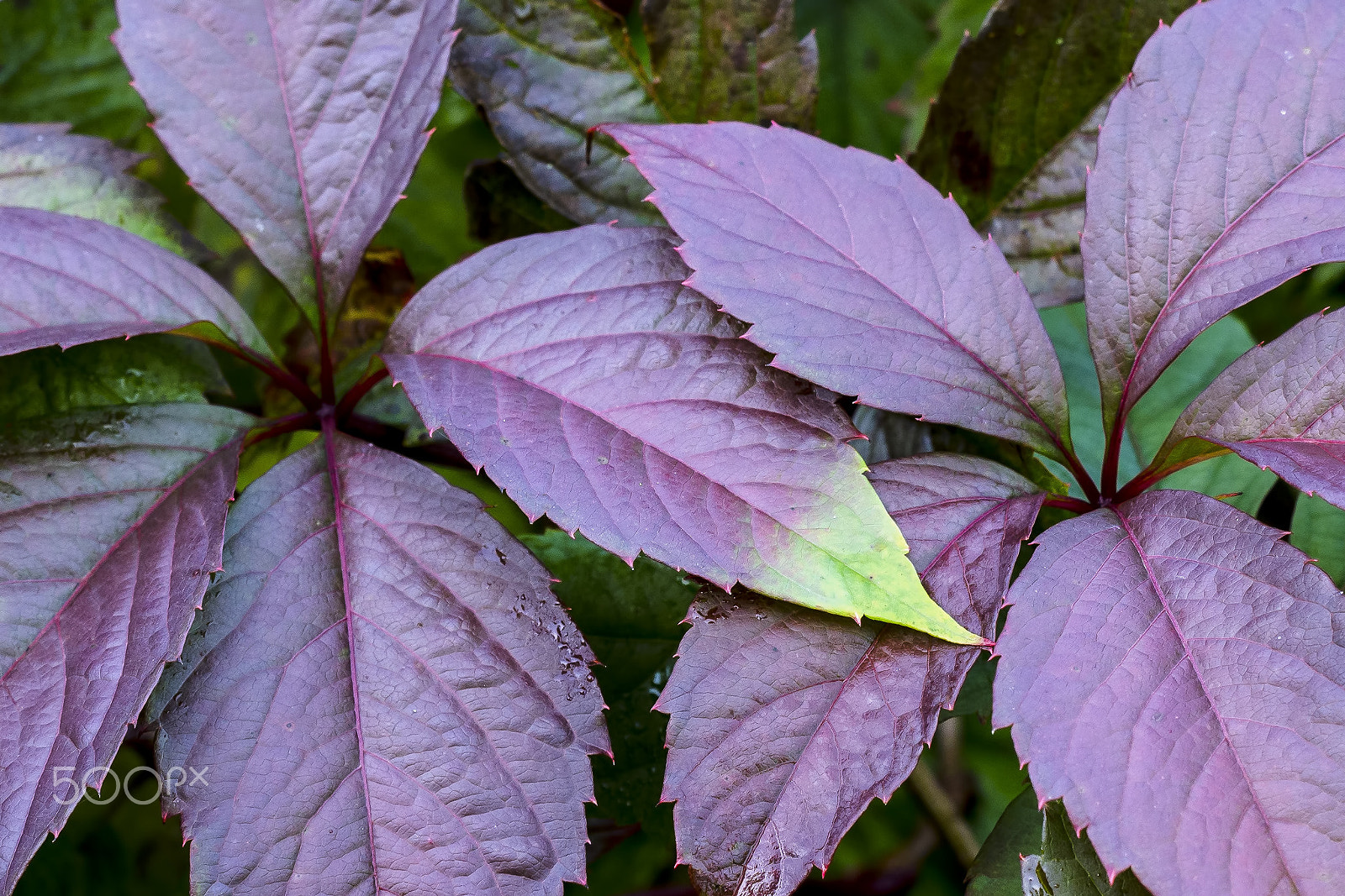 Nikon D7000 + Sigma 150mm F2.8 EX DG OS Macro HSM sample photo. Reluctant photography