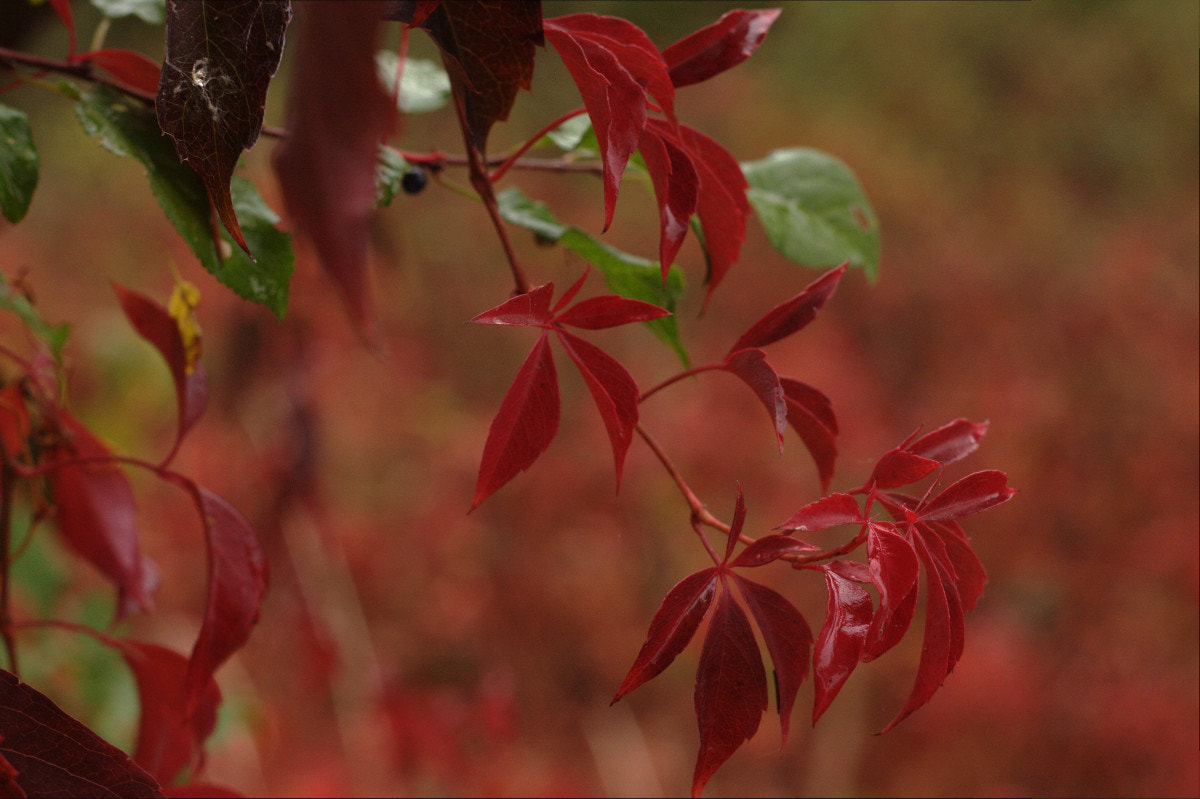 Canon EF 35-80mm f/4-5.6 sample photo. Sadness photography
