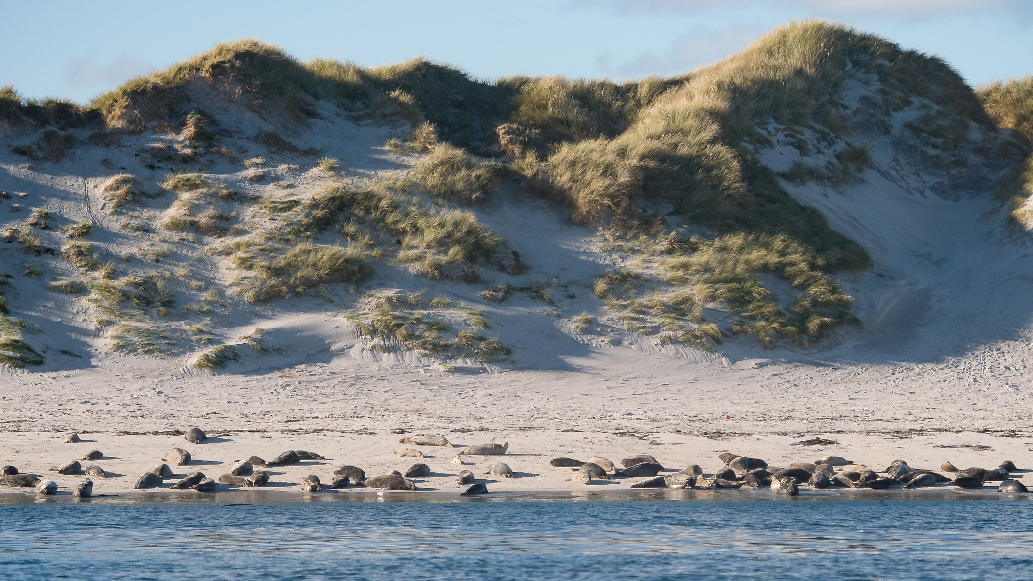 Panasonic Lumix DMC-G7 sample photo. Monnach isles grey seals with dune backdrop photography