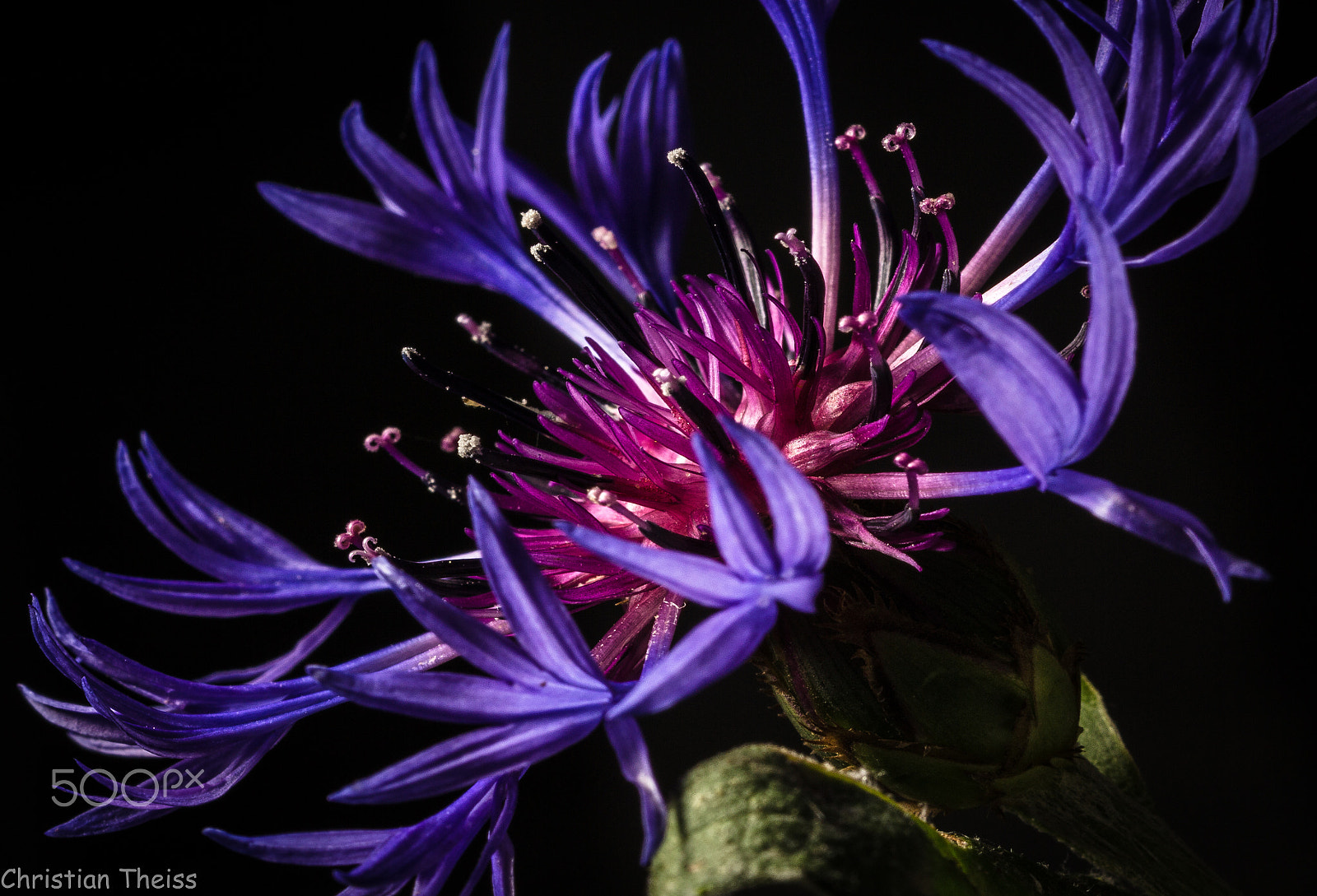 Sigma 105mm F2.8 EX DG OS HSM sample photo. Cornflower photography