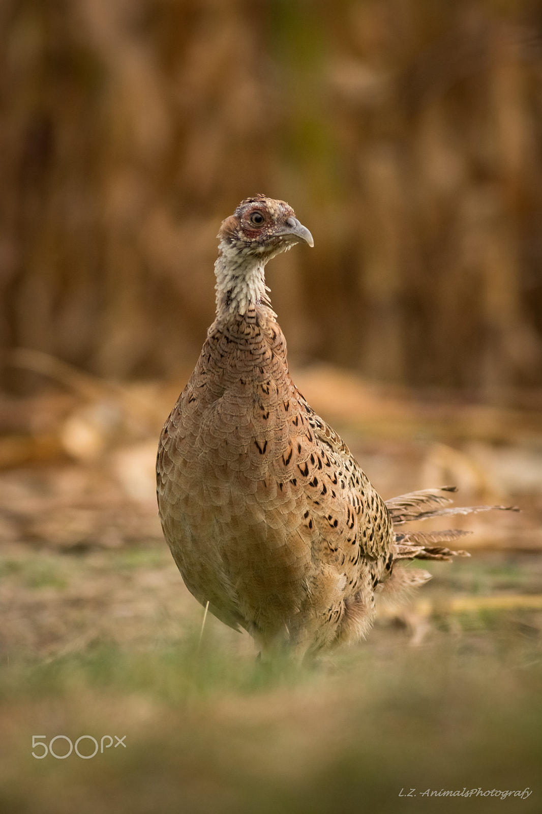 Canon EOS 760D (EOS Rebel T6s / EOS 8000D) + Canon EF 400mm F5.6L USM sample photo. Bažant-slepice photography