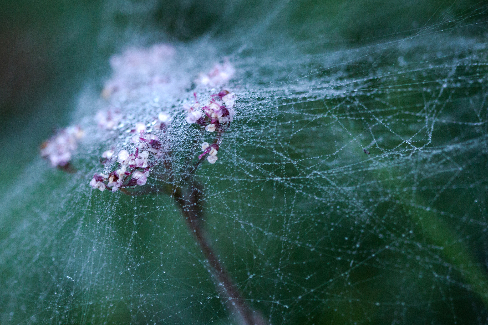 Canon EF 100mm F2.8 Macro USM sample photo. La mariée (the bride) photography