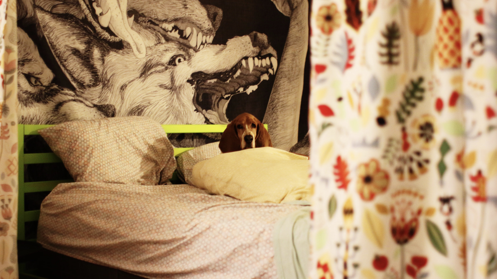 Canon EF 28mm F1.8 USM sample photo. Just at home having fun with my pup photography
