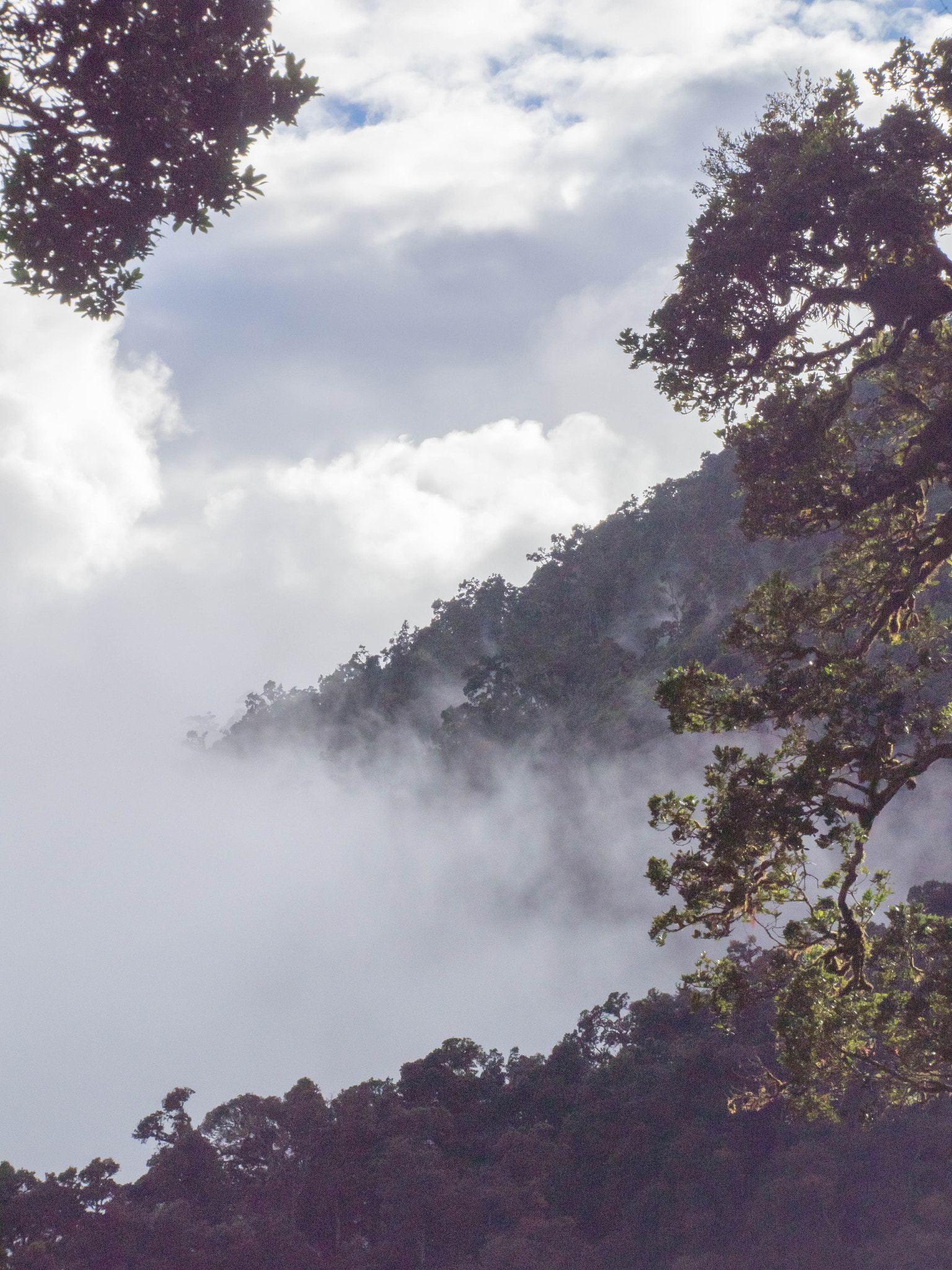 Olympus OM-D E-M1 sample photo. Forest in the sky photography