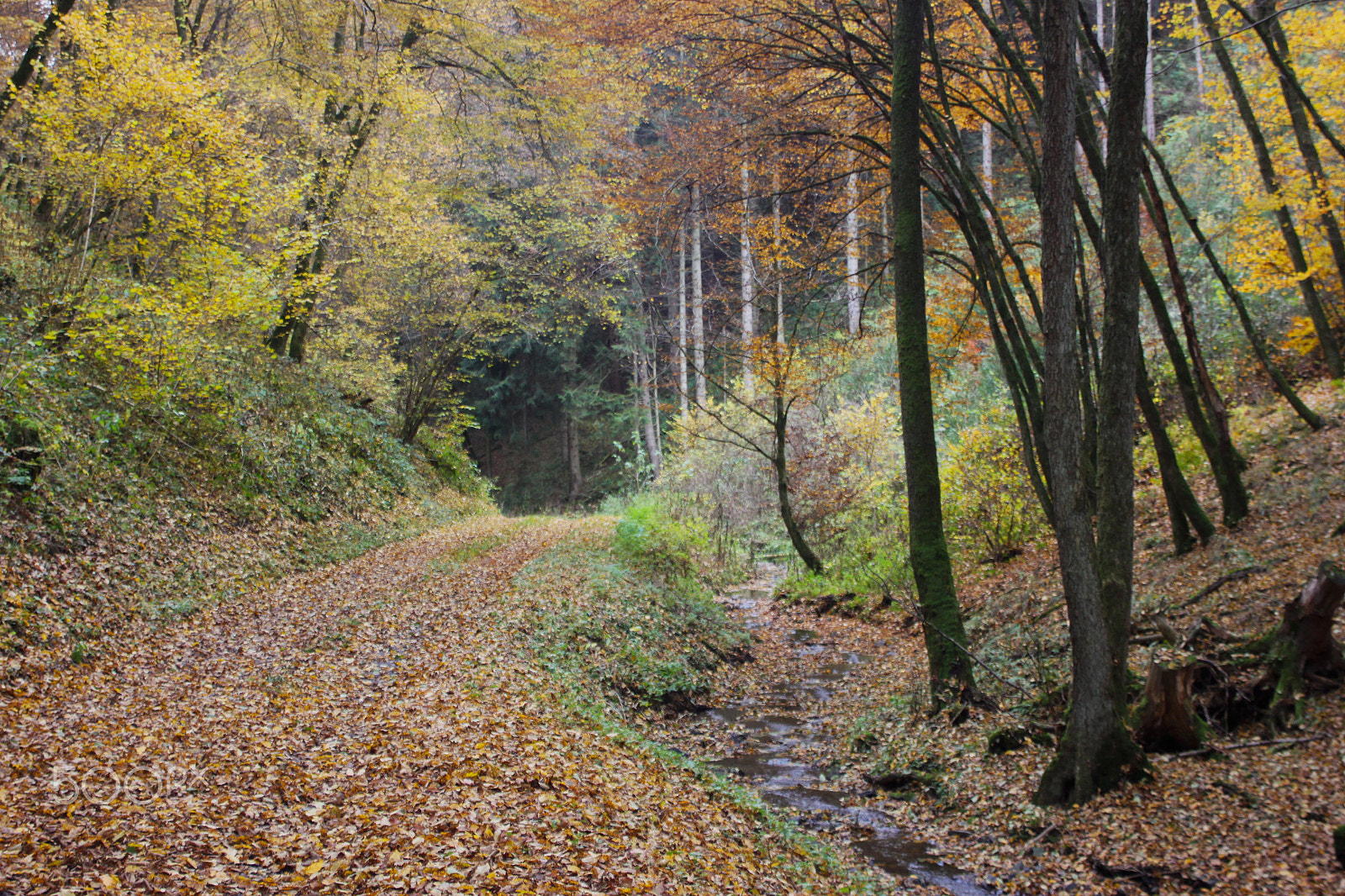 Canon EOS 500D (EOS Rebel T1i / EOS Kiss X3) sample photo. Autumn leaves photography