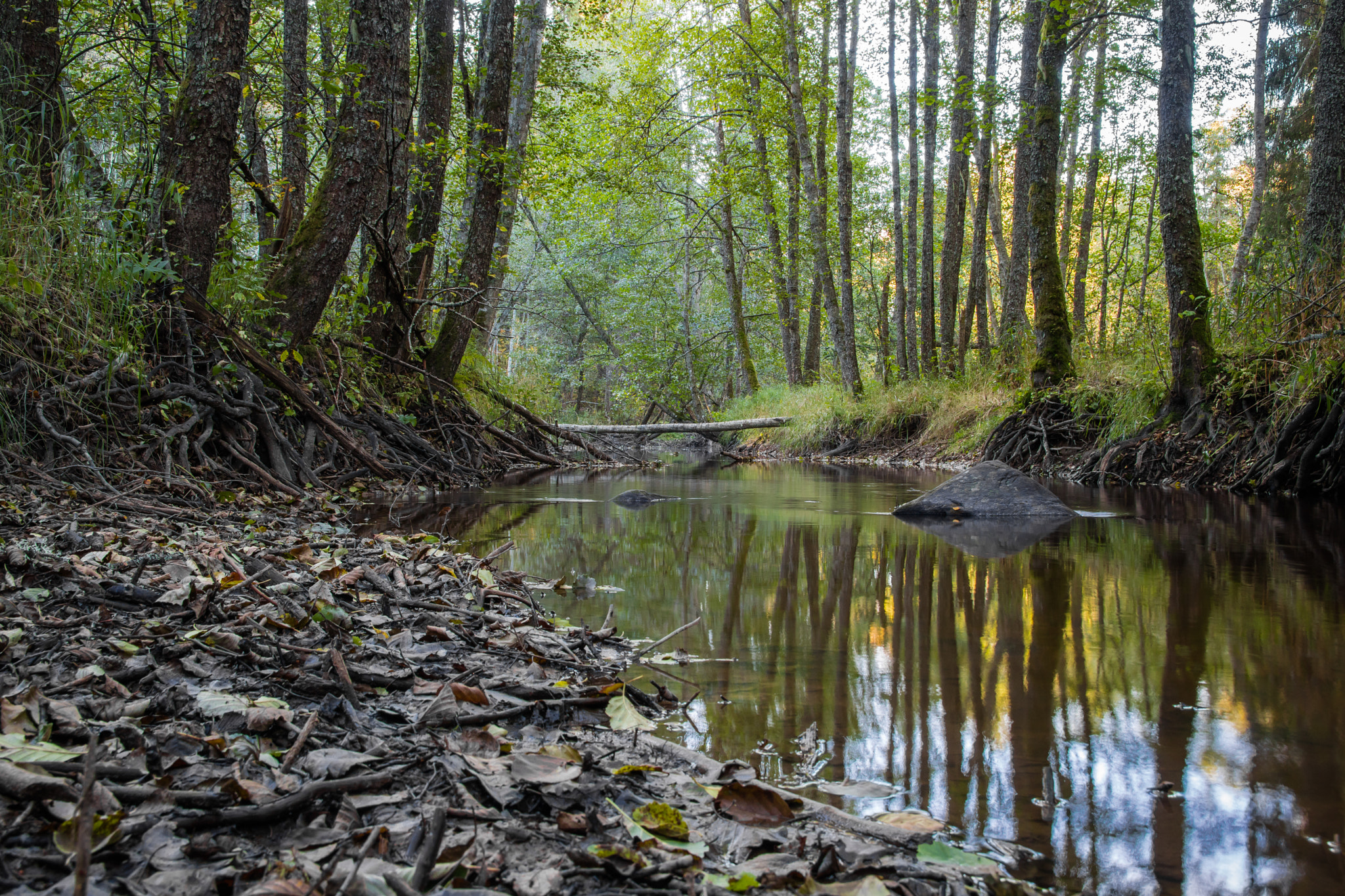 Canon EOS M3 sample photo. Beaver area photography