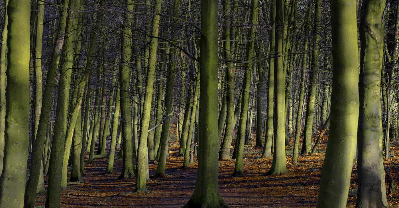 Canon EF 50mm F2.5 Macro sample photo. Winter beech wood photography