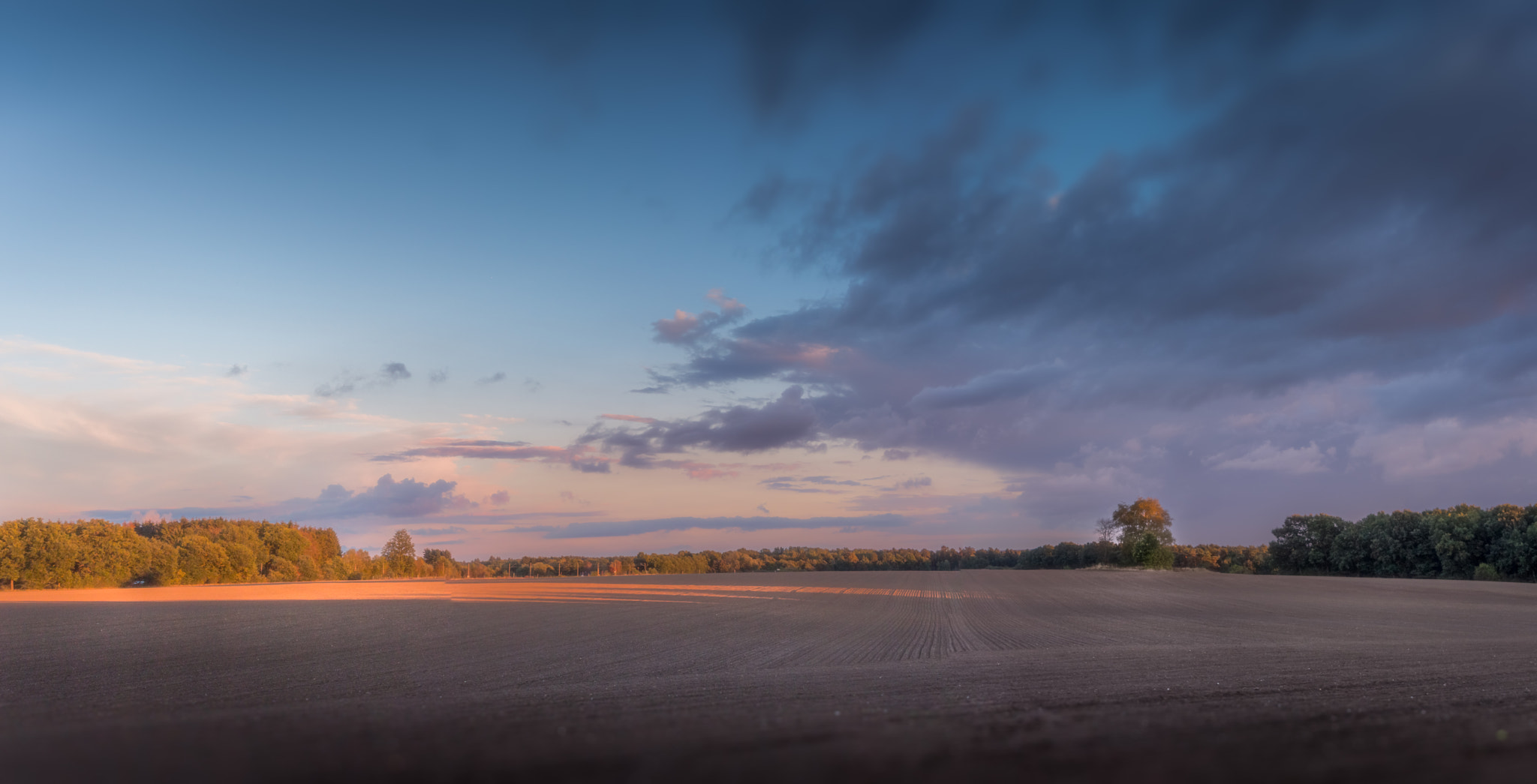 Canon EF 24-70mm F2.8L II USM sample photo. Tree in a field photography