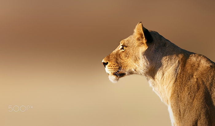 Canon EOS-1Ds Mark III + Canon EF 600mm f/4L IS sample photo. Lioness portrait photography