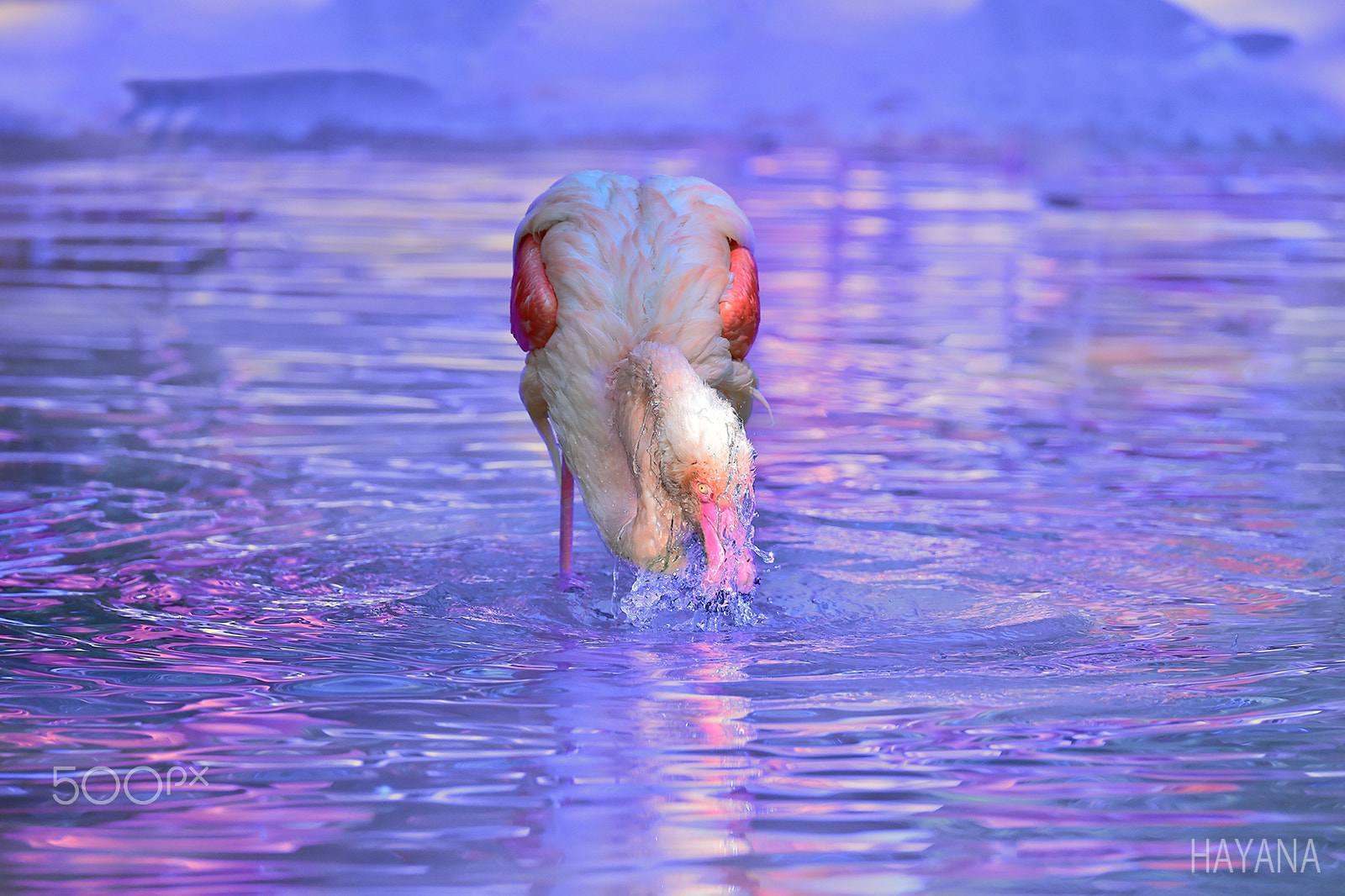 Sigma 150-600mm F5-6.3 DG OS HSM | S sample photo. Flamingo photography