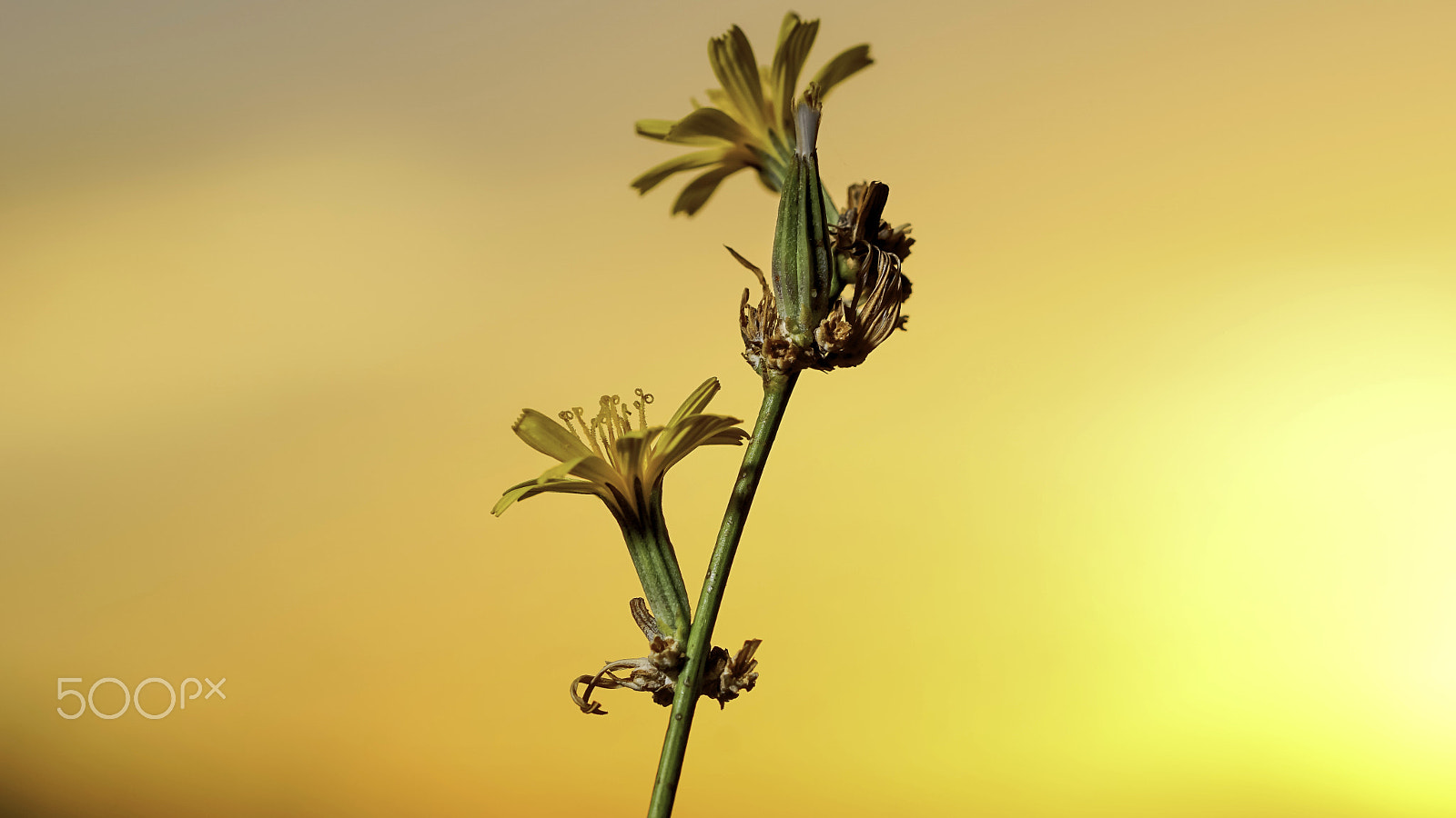 Sony ILCA-77M2 + 90mm F2.8 Macro SSM sample photo. Sunshine photography