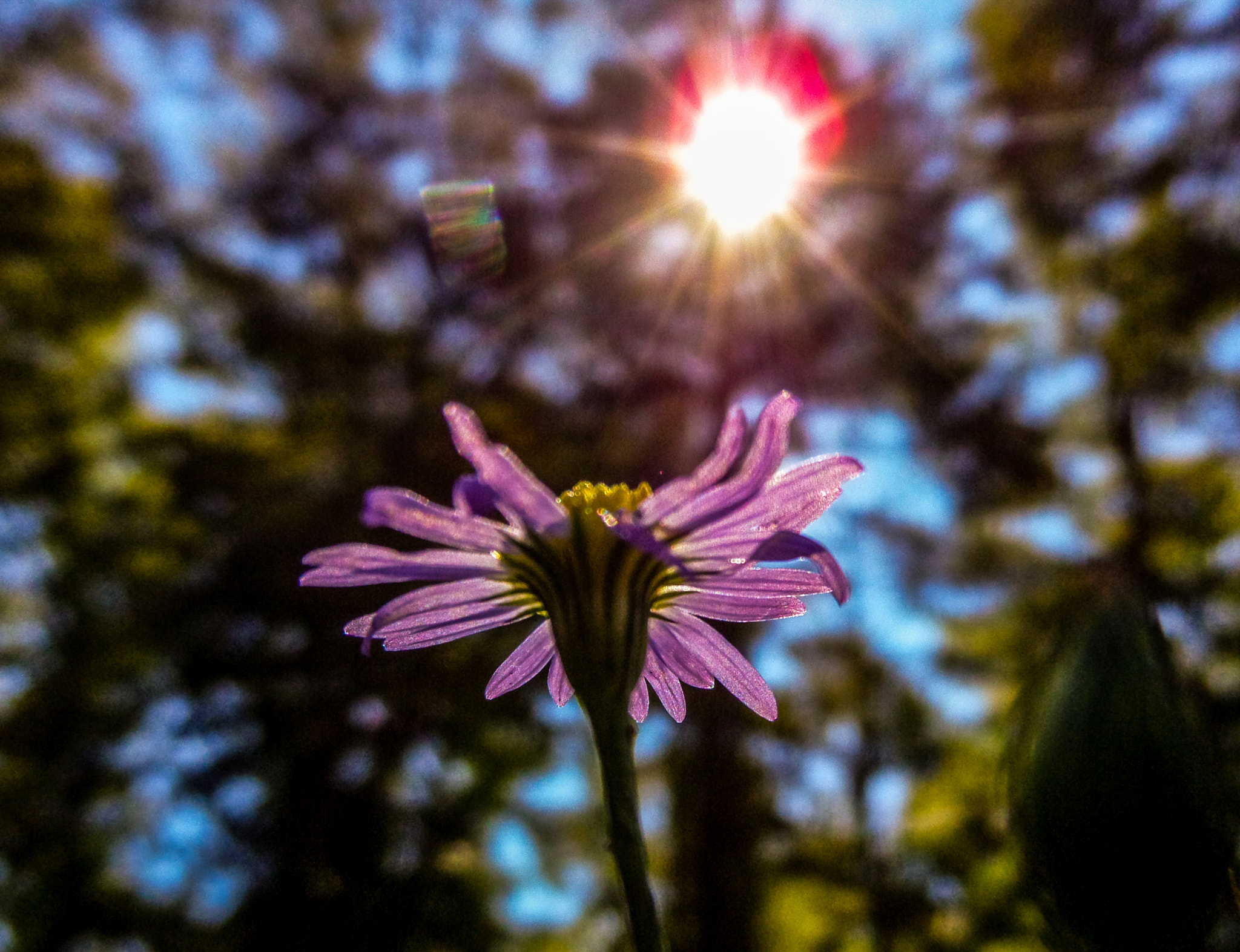 Samsung WB200F/WB201F/WB202F sample photo. Sun bath photography