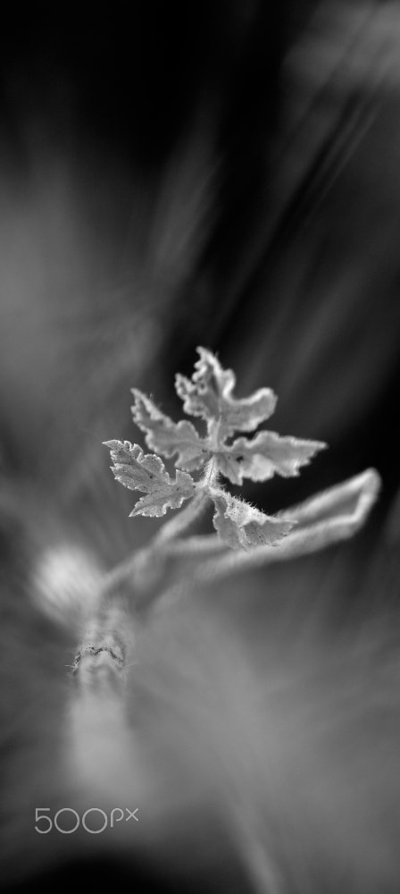 Sigma 105mm F2.8 EX DG OS HSM sample photo. Hyperspace photography