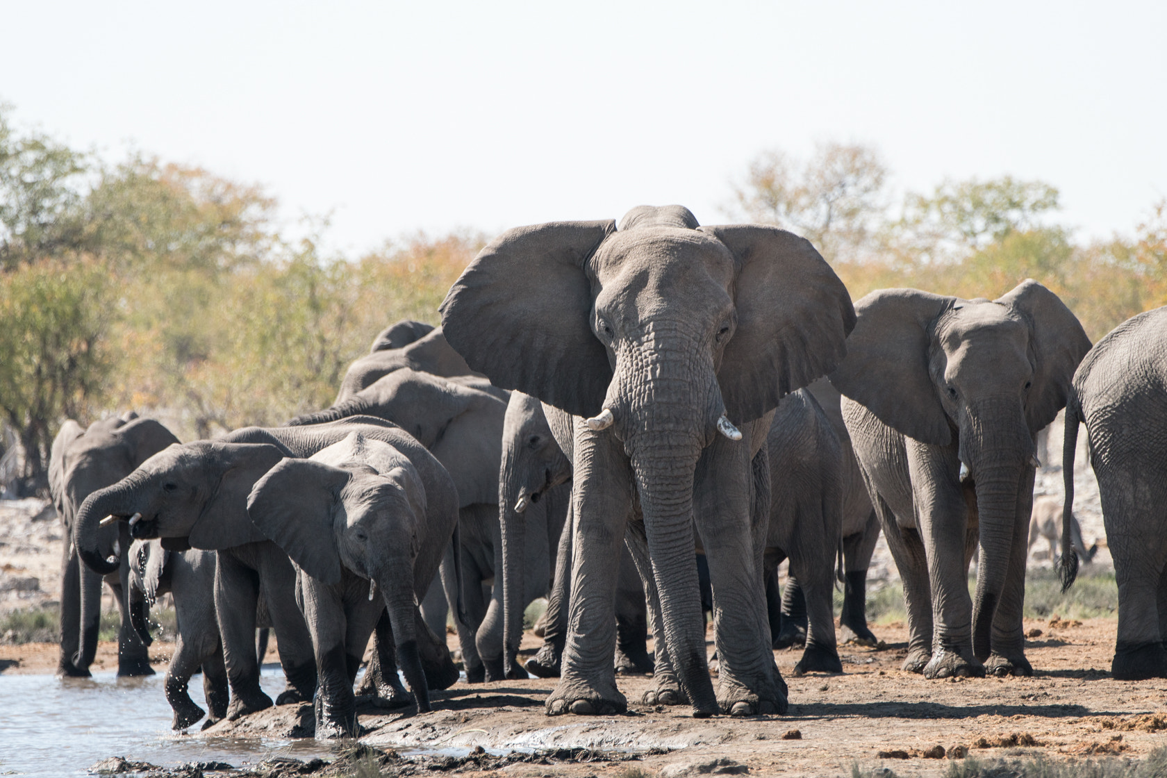 Sony 70-400mm F4-5.6 G SSM II sample photo. Elephants, etosha, namibia photography
