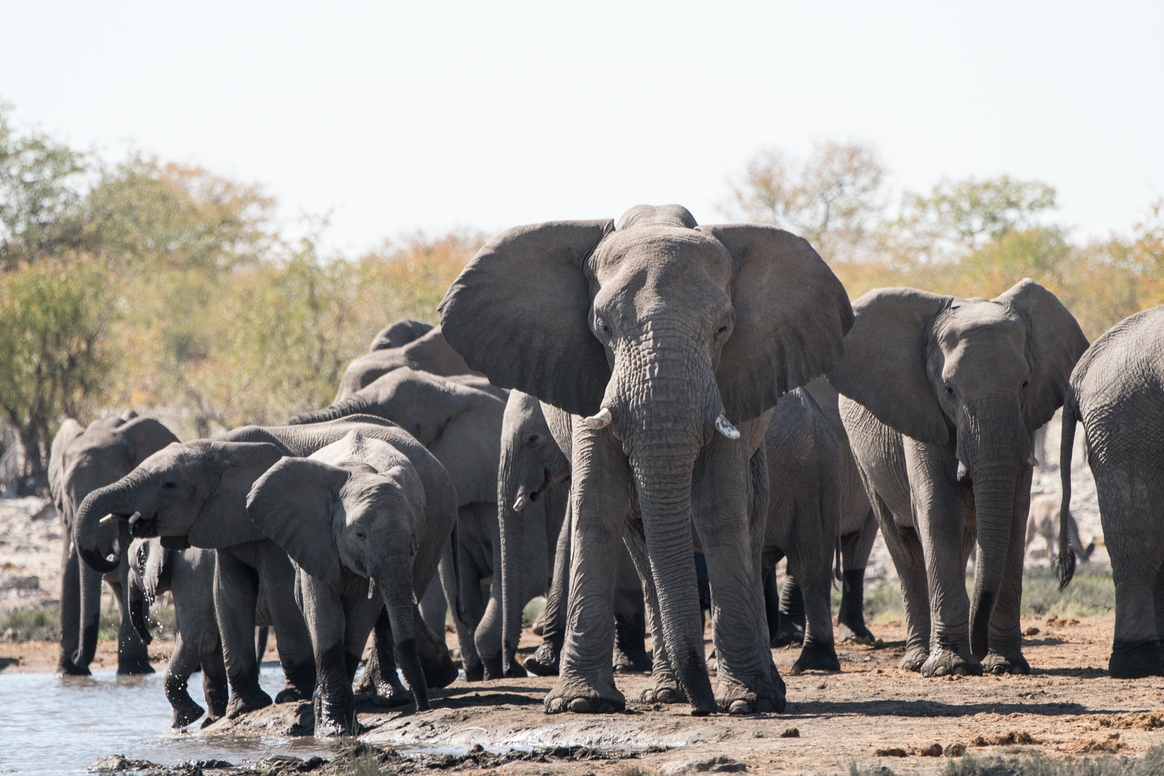 Sony a6300 + Sony 70-400mm F4-5.6 G SSM II sample photo. Elephants, etosha, namibia photography