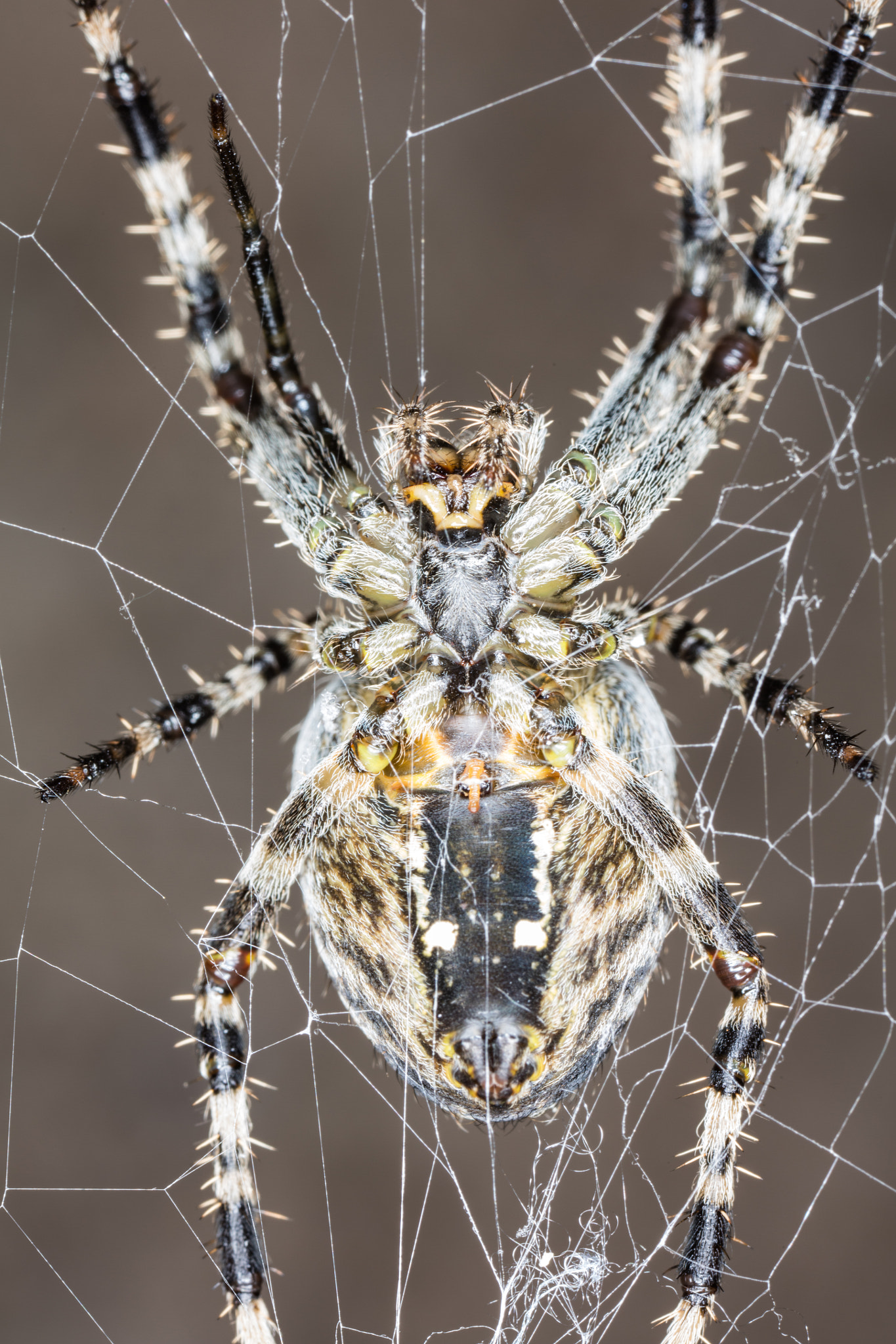 Canon MP-E 65mm F2.5 1-5x Macro Photo sample photo. Macro shot under a spider photography