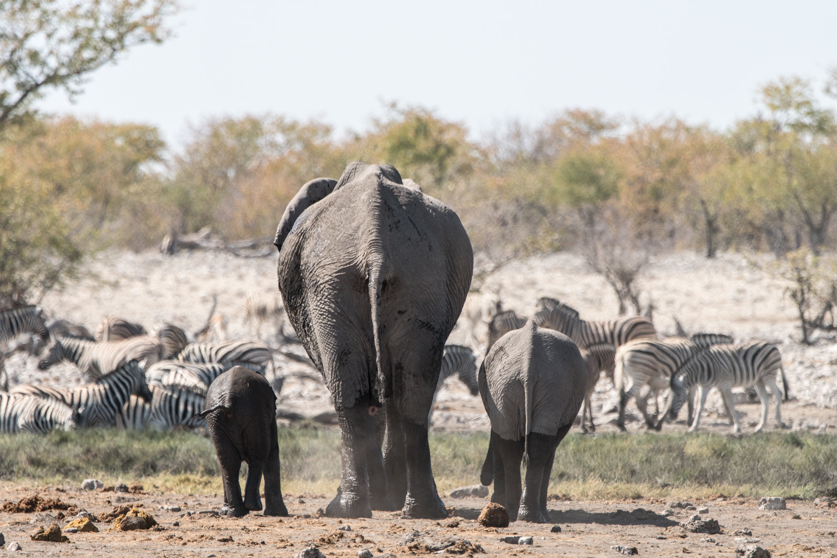 Sony a6300 + Sony 70-400mm F4-5.6 G SSM II sample photo. This is real love, etosha photography