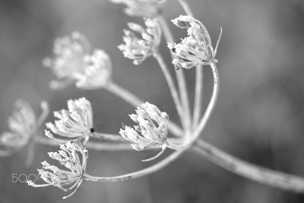 Sigma 105mm F2.8 EX DG OS HSM sample photo. Loom photography