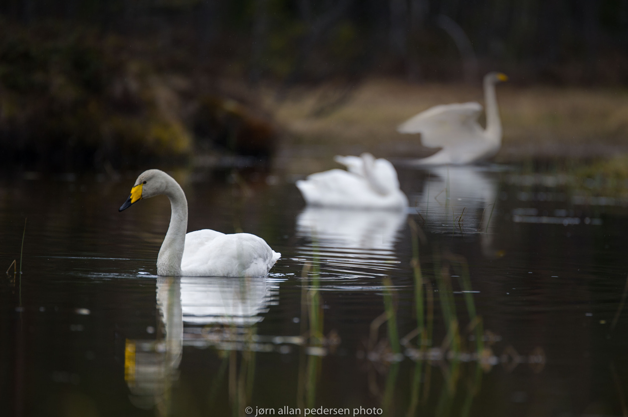 Nikon D3S sample photo. Swans in line photography